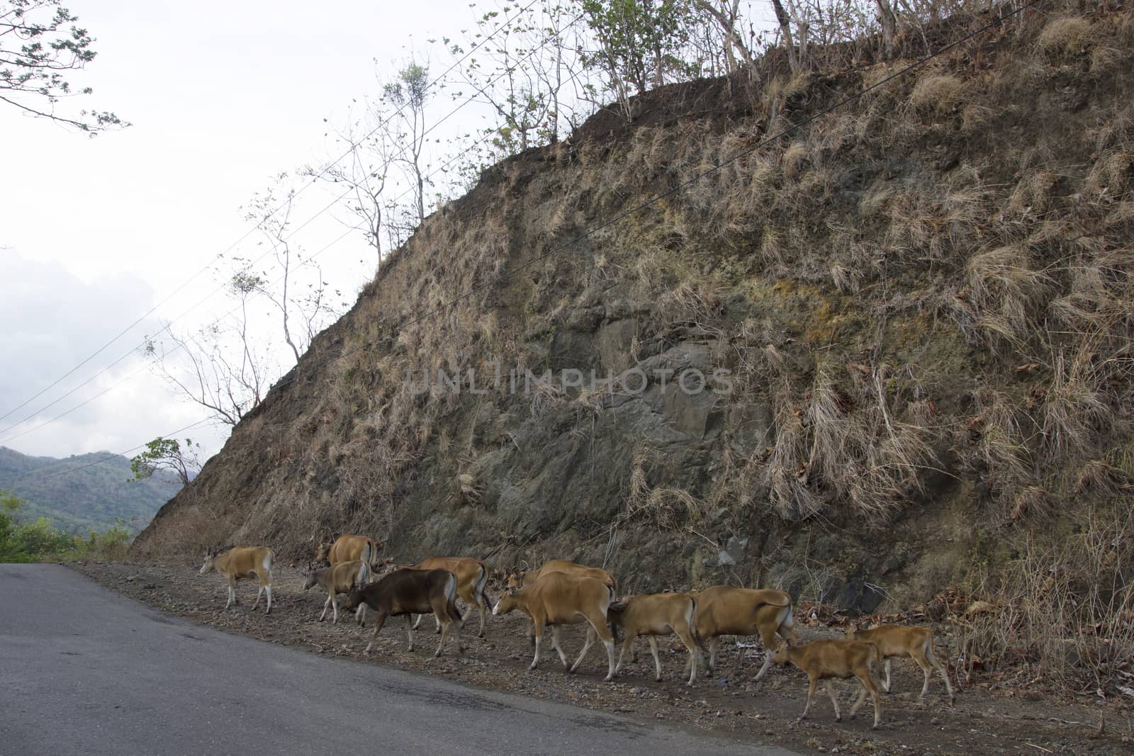 livestock cattle in the streets