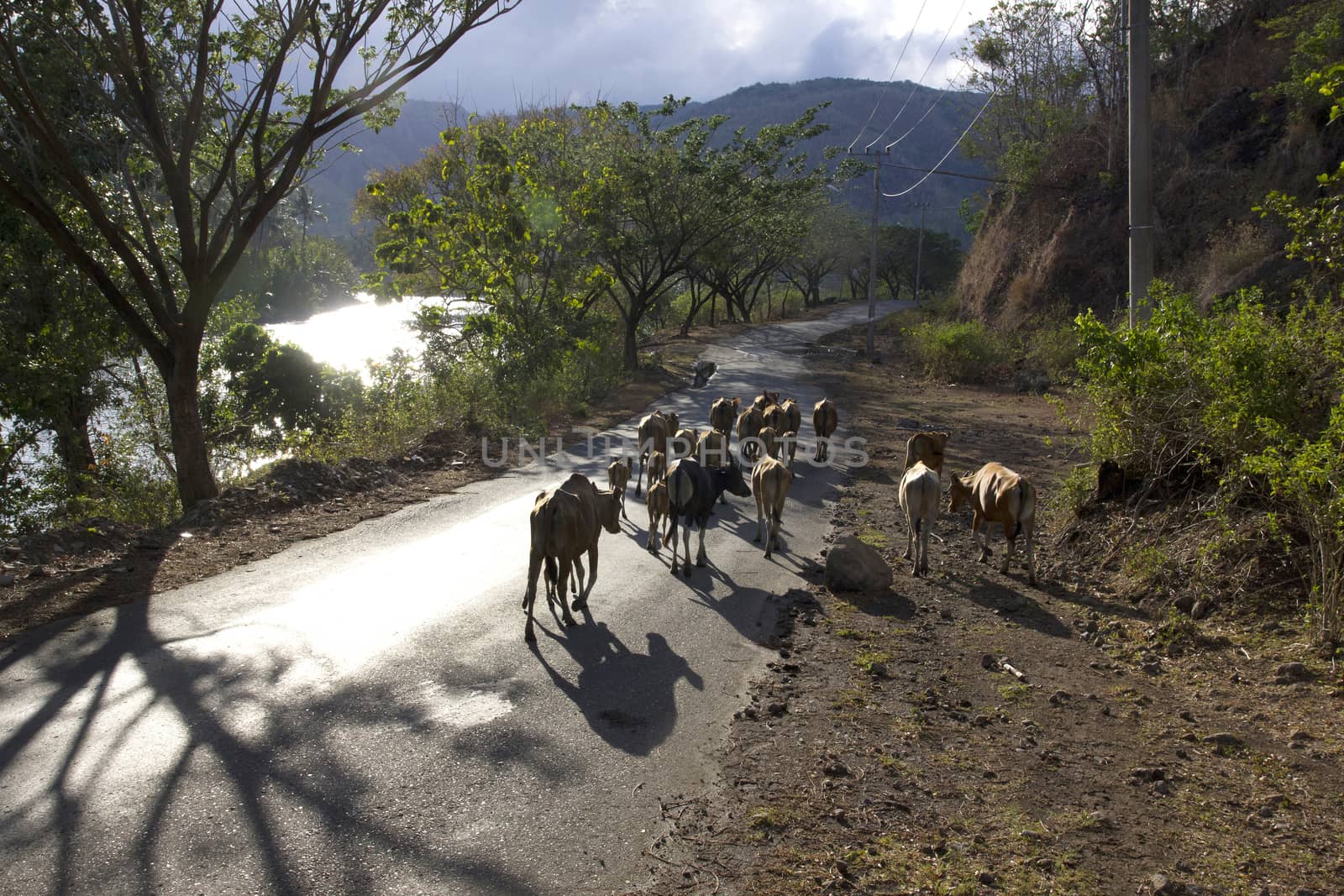 livestock cattle in the streets