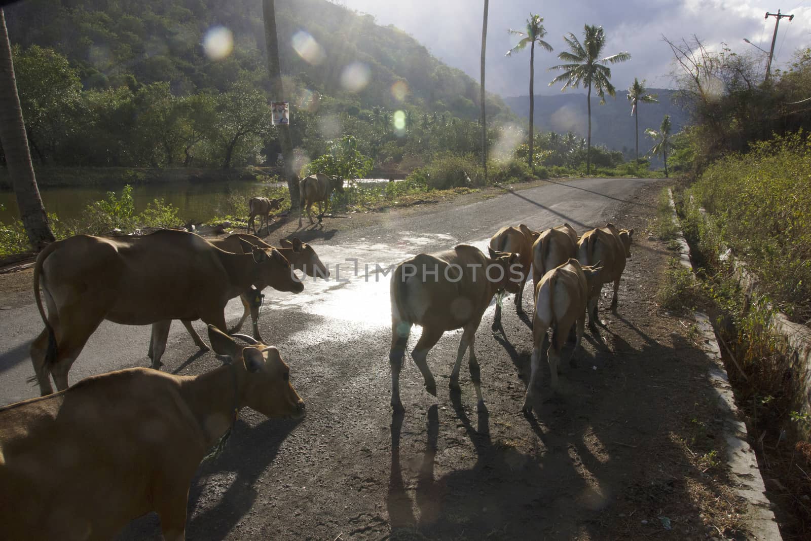 livestock cattle in the streets