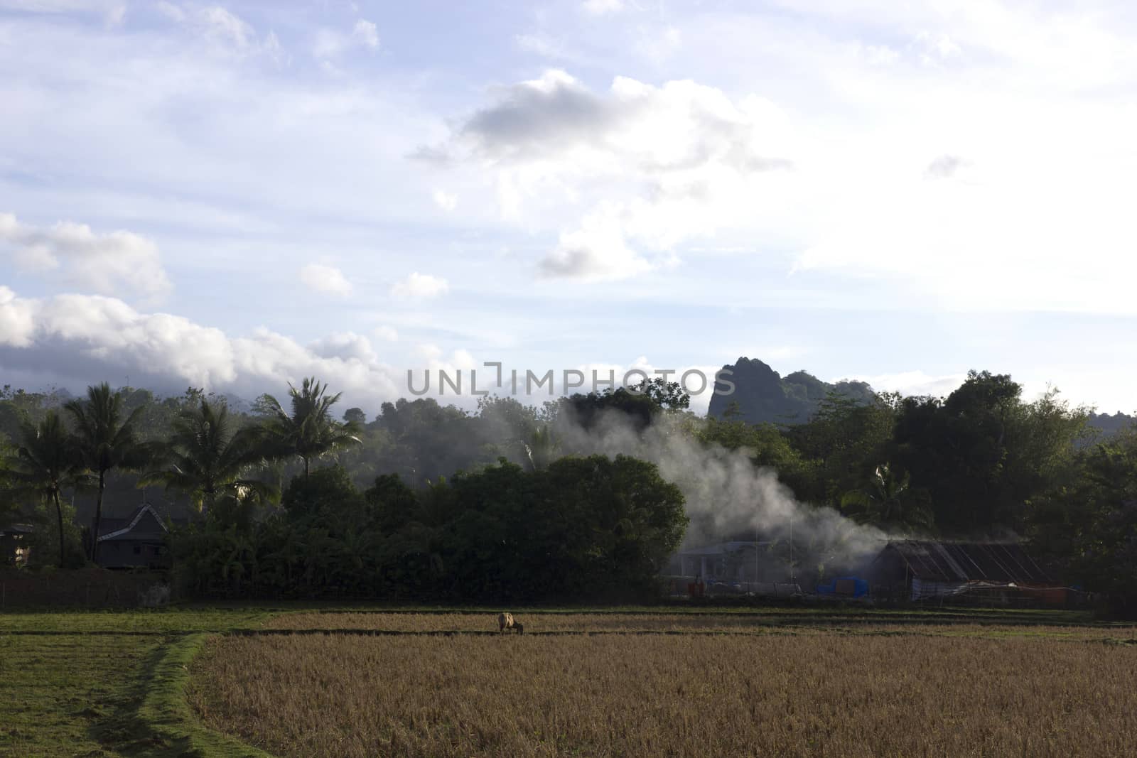 lexpanse of rice fields stretched a village panaroma on South Sulawesi
