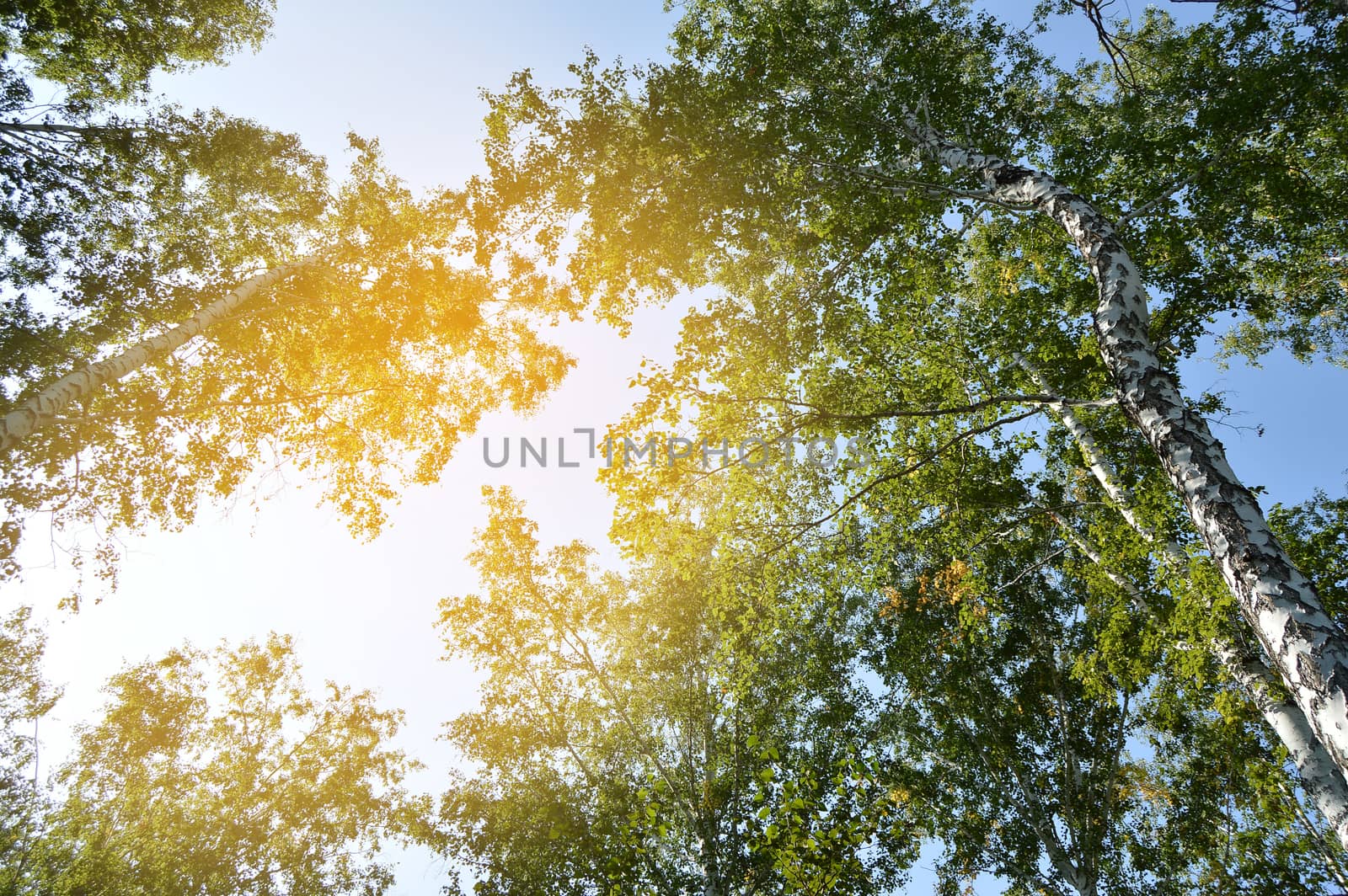 Sunlight shines through the crown of tall trees against the blue sky on a Sunny summer day.