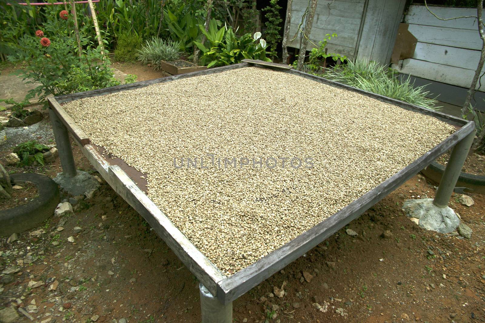 raw greenbeans Toraja on drying process