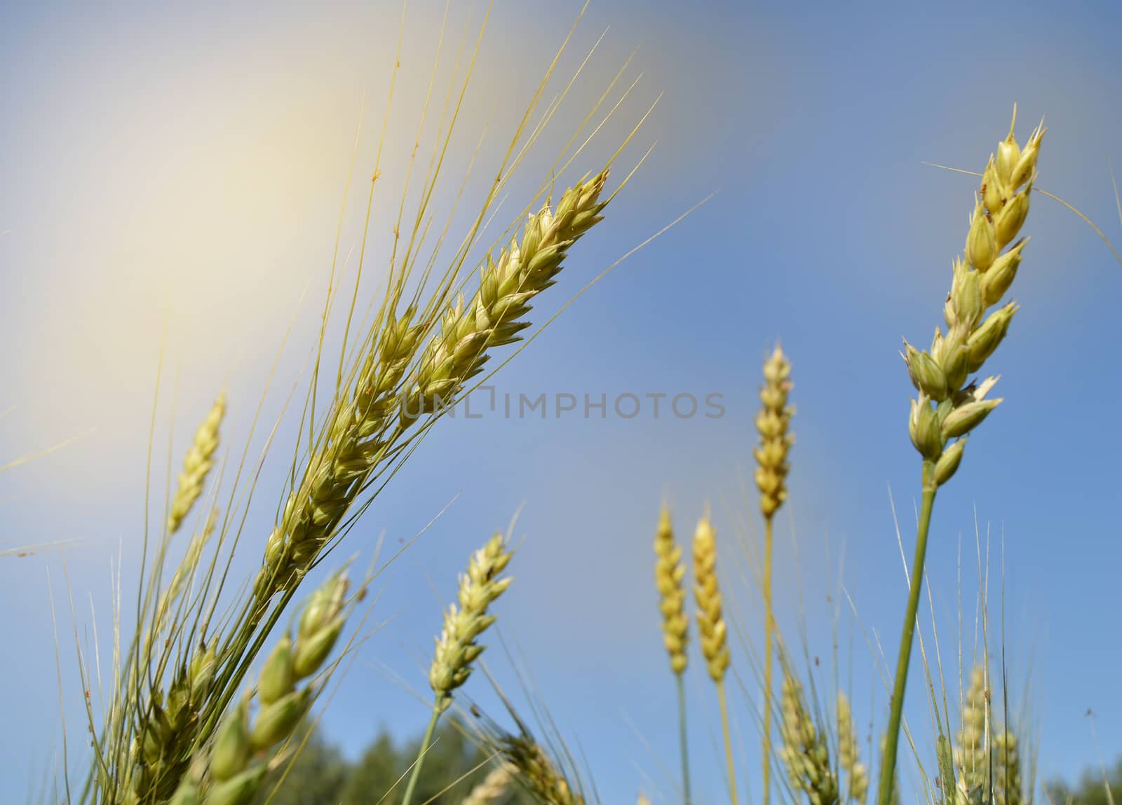 Ears of oats and wheat ripen in the field against the blue sky and sunlight. The concept of growing organic bio products.