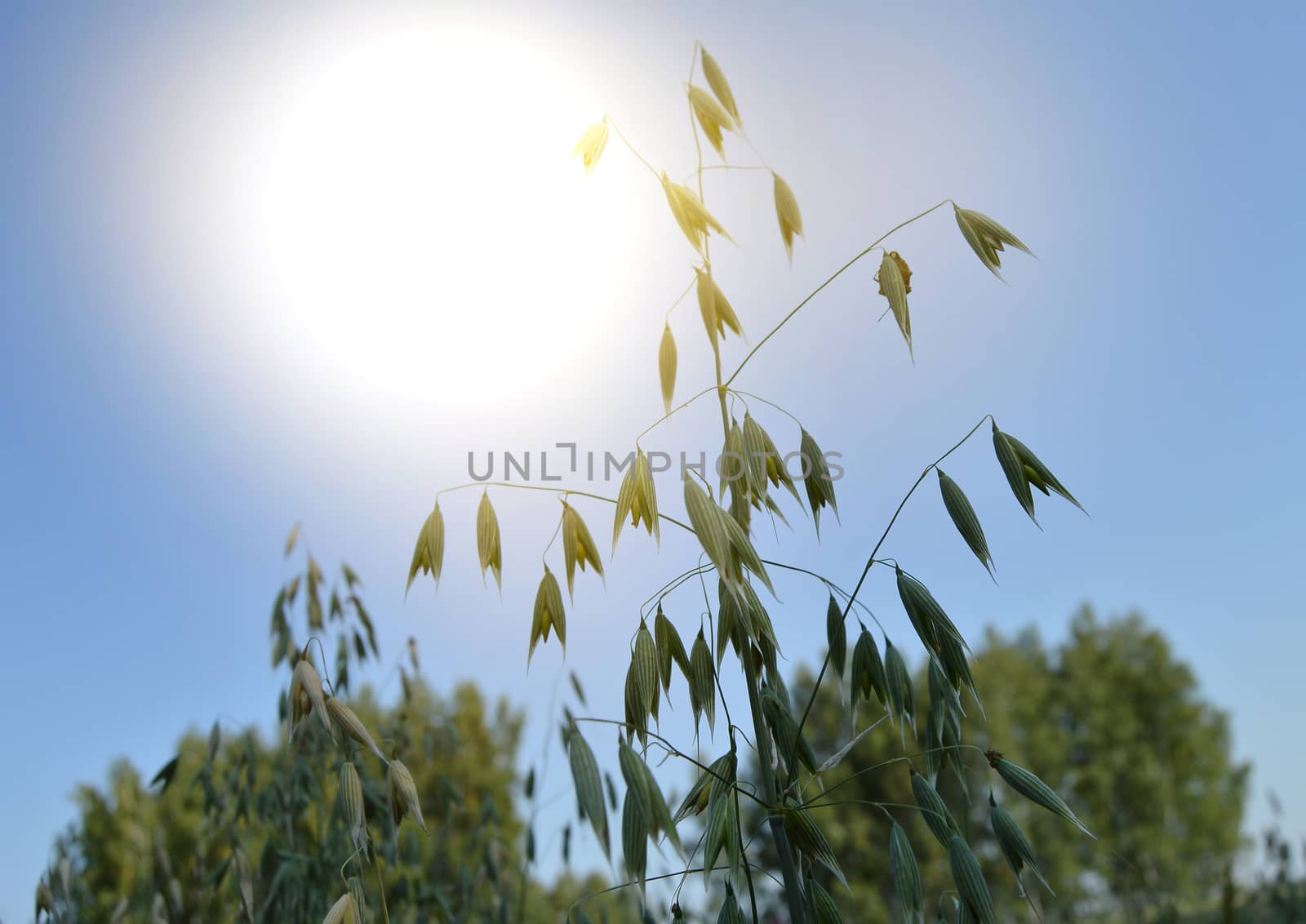 Ears of oats and wheat ripen in the field against the blue sky and sunlight. The concept of growing organic bio products.