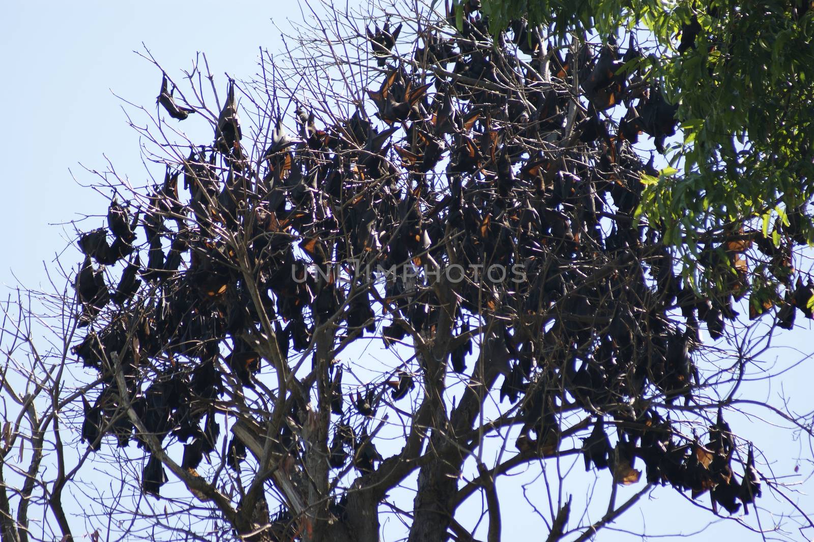 hordes of bats on the tree