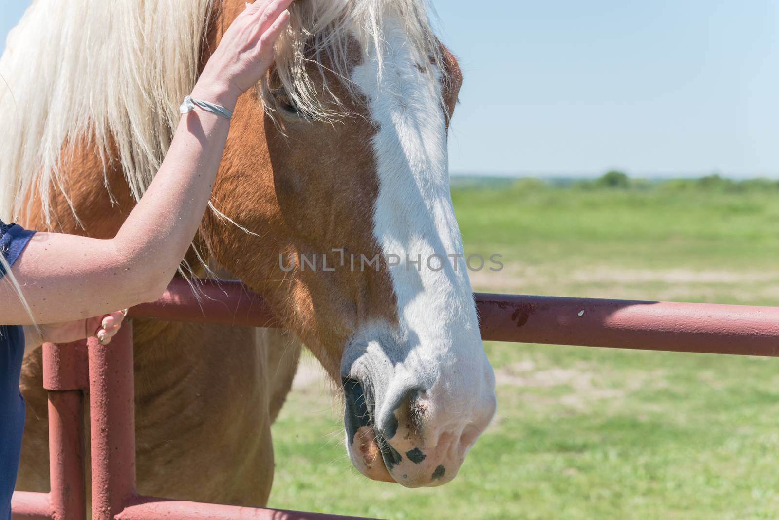 Close-up the hands of young lady touching the Holland Draft Horse. Female hand stroking a brown Dutch stallion head. Tenderness and caring for animals concept, rural, simple life in the farm