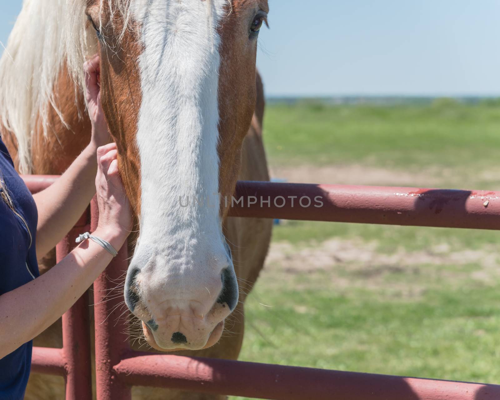 Close-up the hands of young lady touching the Holland Draft Horse. Female hand stroking a brown Dutch stallion head. Tenderness and caring for animals concept, rural, simple life in the farm
