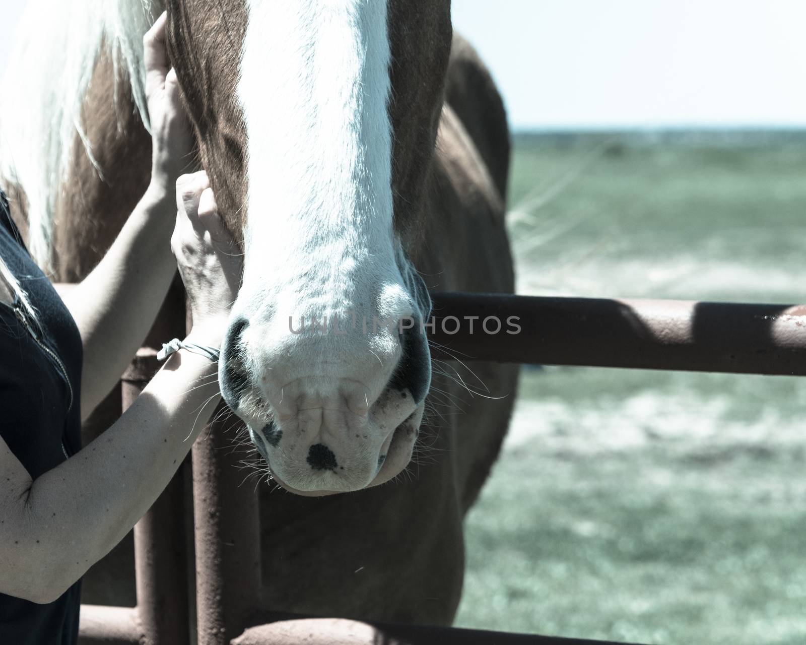 Vintage tone close-up the hands of young lady touching the Holland Draft Horse. Female hand stroking a brown Dutch stallion head. Tenderness, caring for animal concept, rural, simple life in the farm