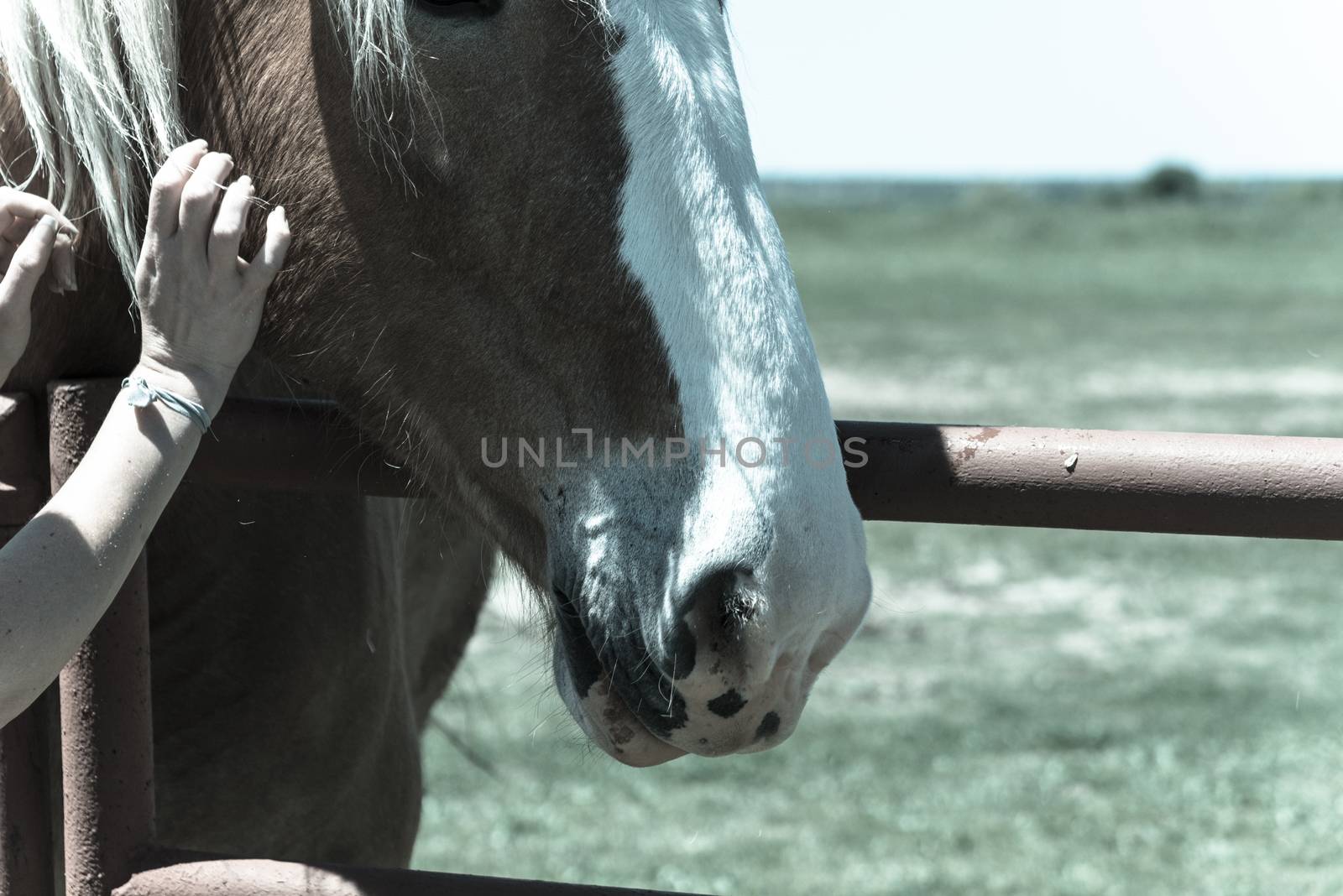 Vintage tone close-up the hands of young lady touching the Holland Draft Horse. Female hand stroking a brown Dutch stallion head. Tenderness, caring for animal concept, rural, simple life in the farm