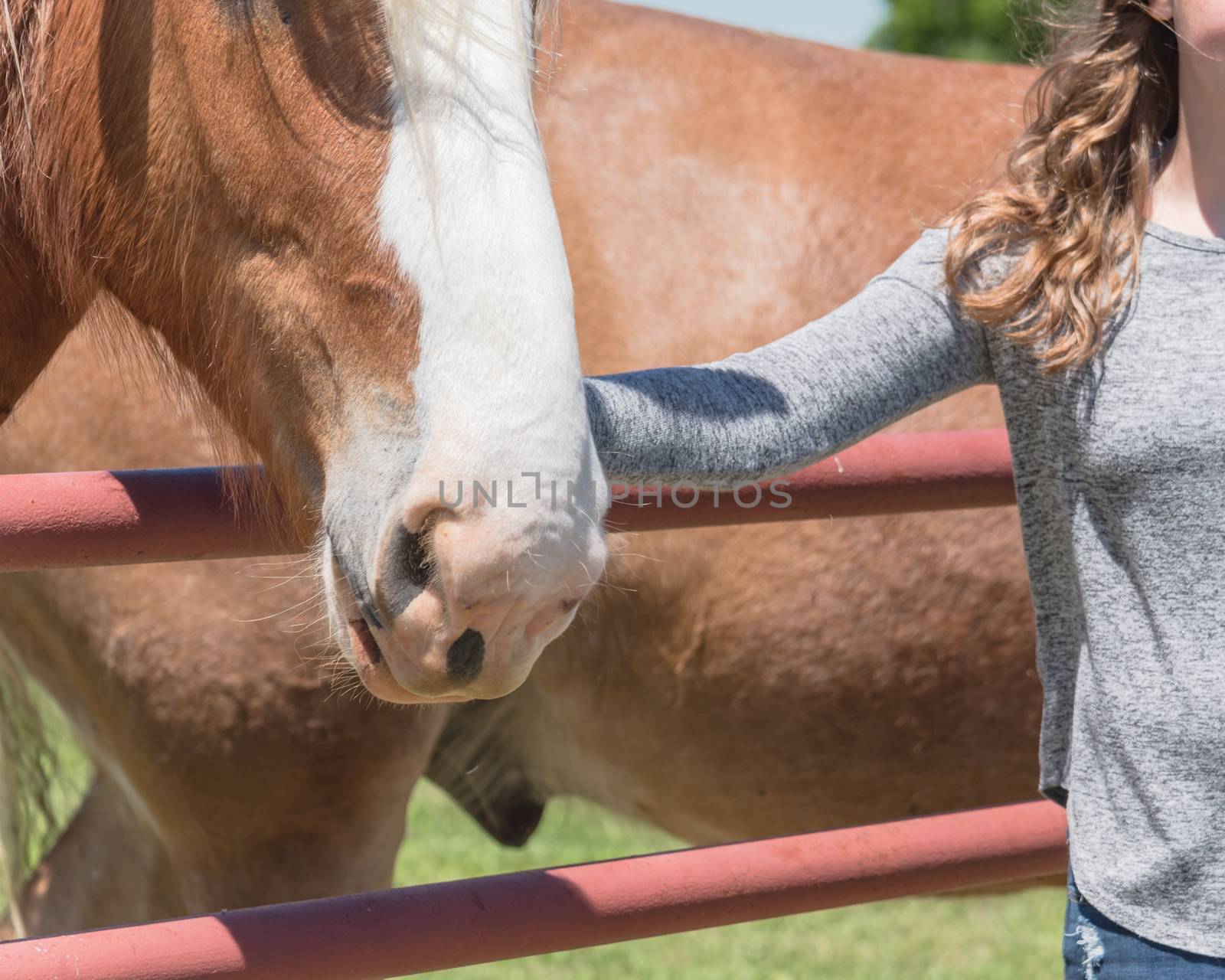 Close-up the hands of young lady touching the Holland Draft Horse. Female hand stroking a brown Dutch stallion head. Tenderness and caring for animals concept, rural, simple life in the farm