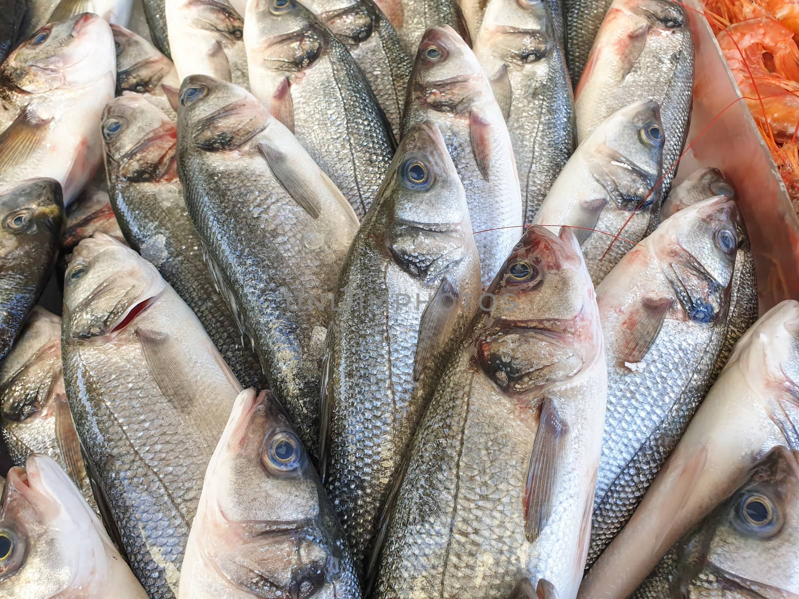 Many sea bass fish on ice for sale, Fish local market stall with fresh seafood,view from top.