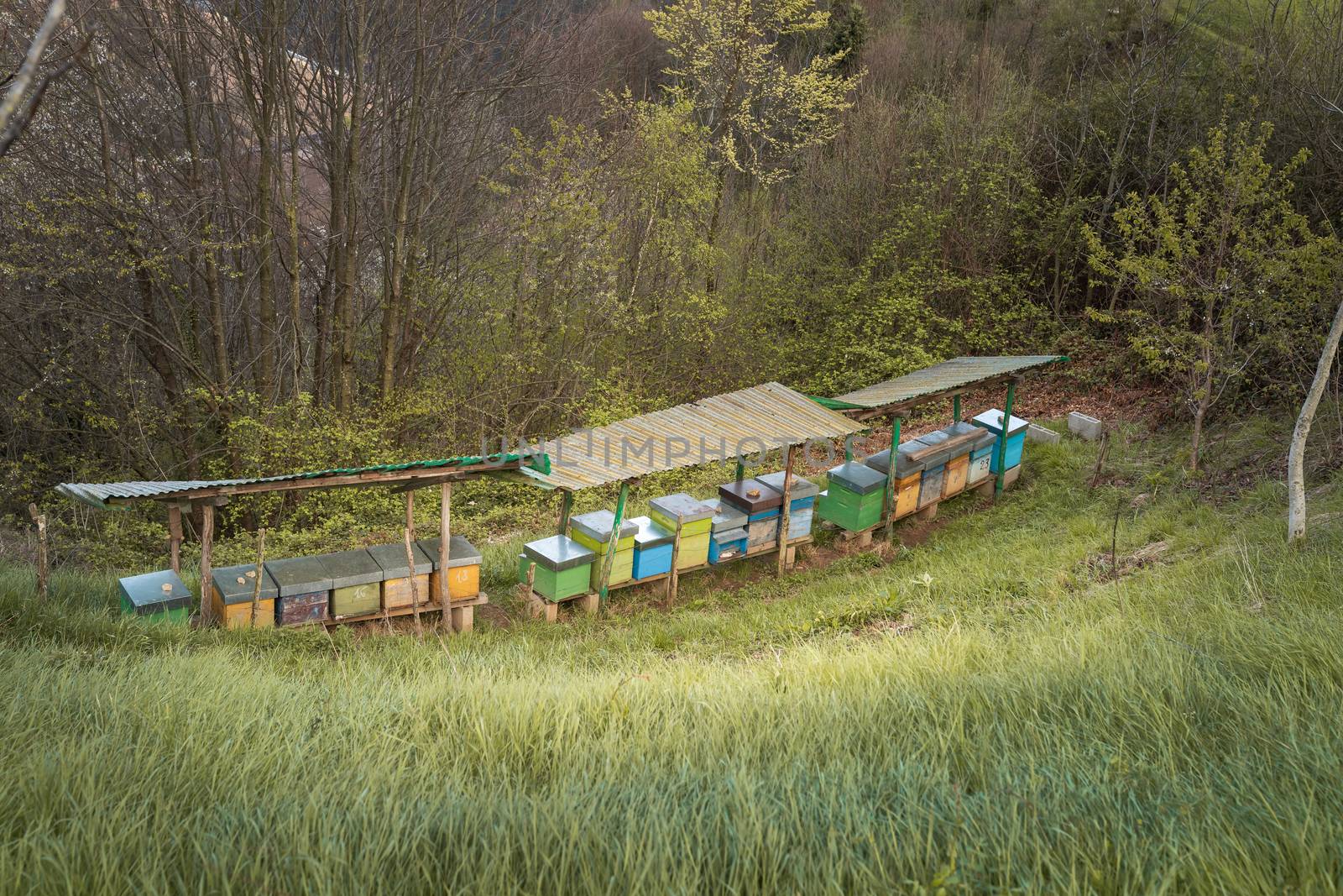 Bee hives on meadow in countryside of Italy,Bergamo(Seriana valley}The houses of the bees are placed on the green grass in the mountains. Private enterprise for beekeeping. Honey healthy food products.