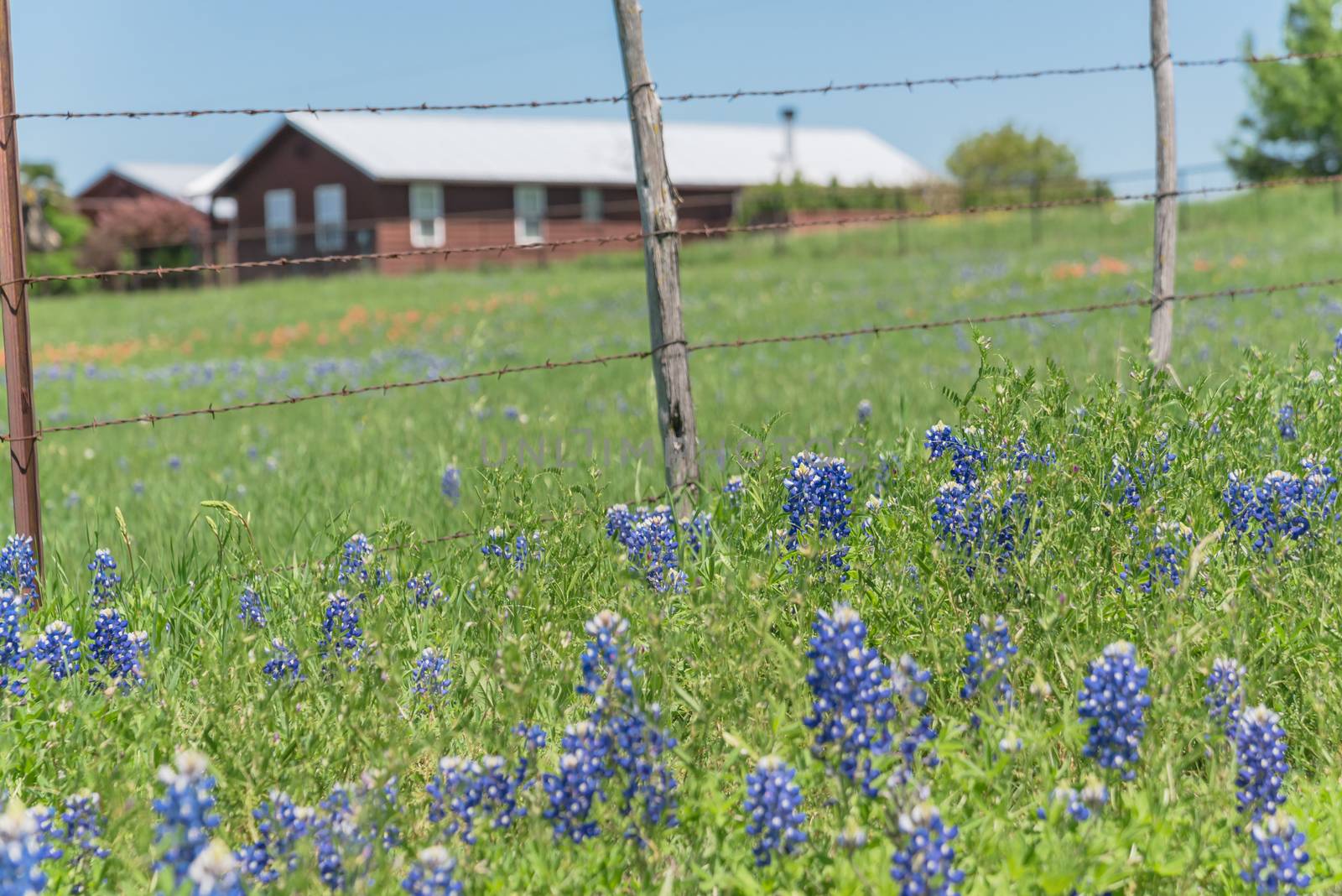 Bluebonnet and Indian Paintbrush wildflower blooming in springtime at rural farm in Bristol, Texas, USA. Scenic life on the ranch with rustic fence