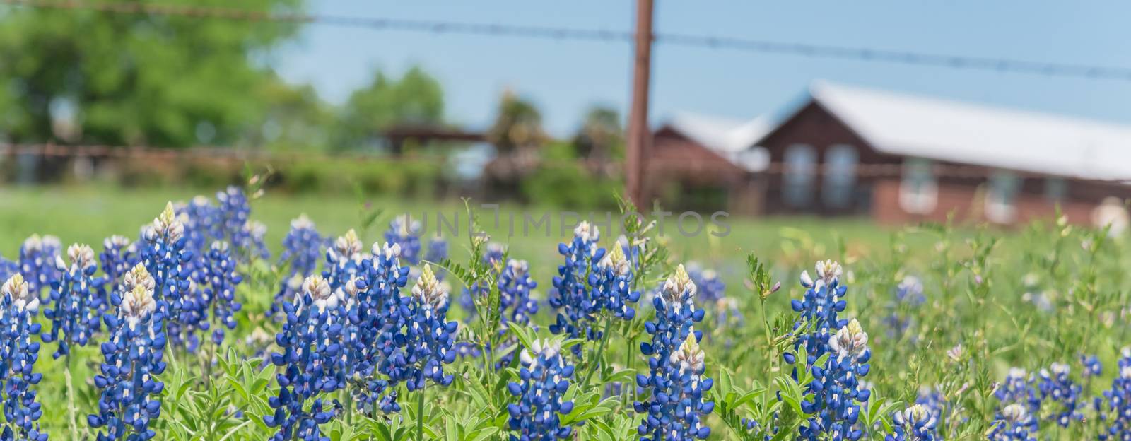 Panorama view Bluebonnet and Indian Paintbrush wildflower blooming in springtime at rural farm in Bristol, Texas, USA. Scenic life on the ranch with rustic fence