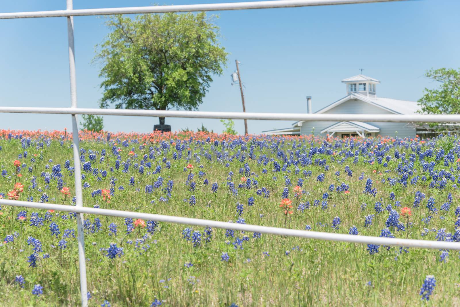 Bluebonnet and Indian Paintbrush wildflower blooming in springtime at rural farm in Bristol, Texas, USA. Scenic life on the ranch with rustic fence