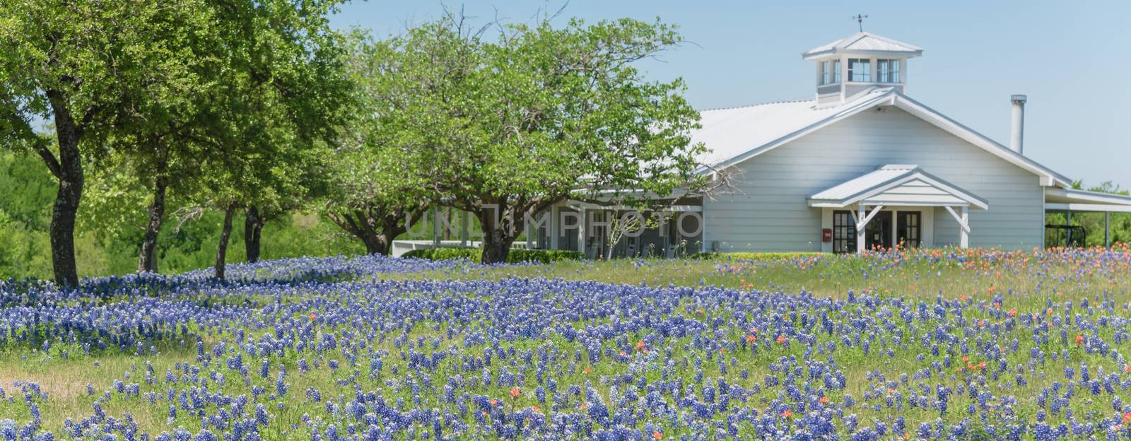 Panoramic view colorful Bluebonnet blossom at farm in North Texa by trongnguyen