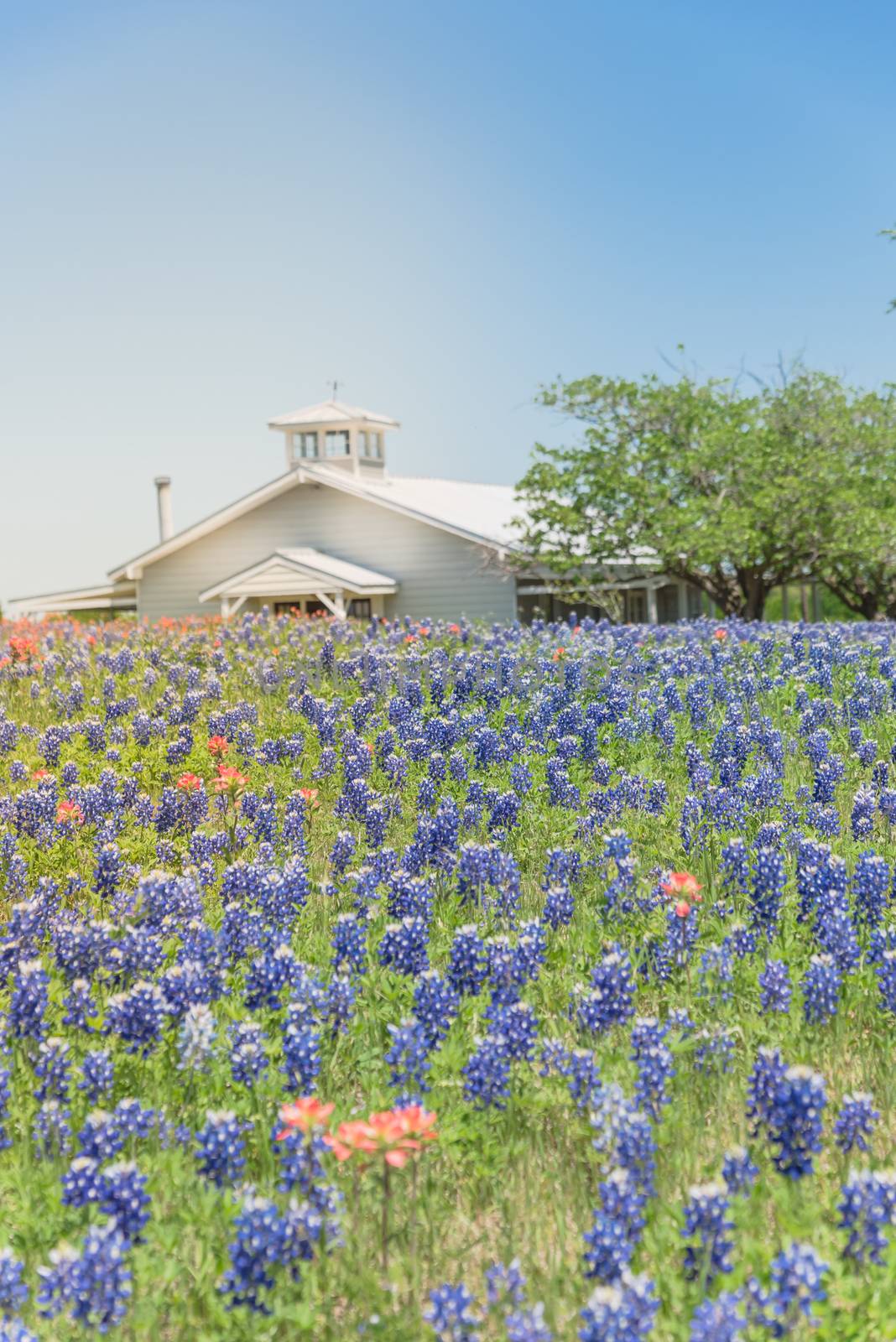 Colorful Bluebonnet blossom at farm in North Texas, America by trongnguyen