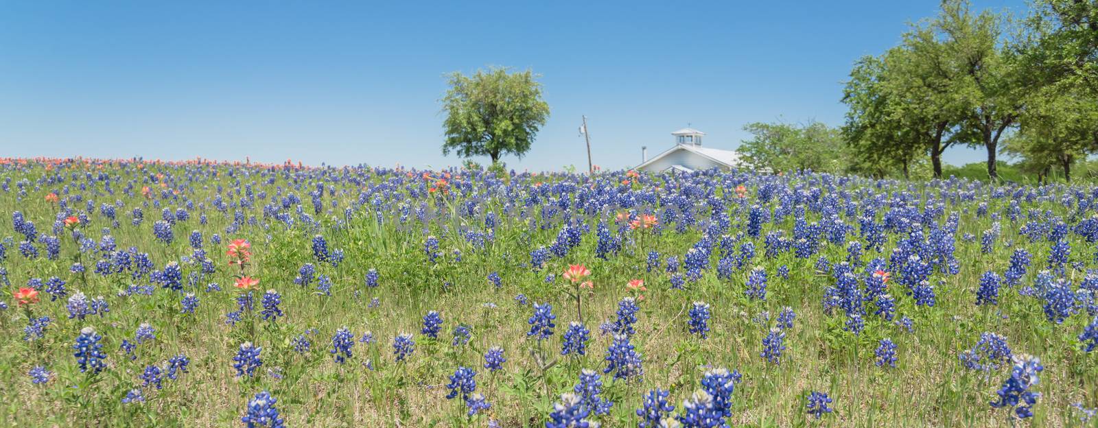Panoramic view colorful Bluebonnet blossom at farm in North Texas, America by trongnguyen