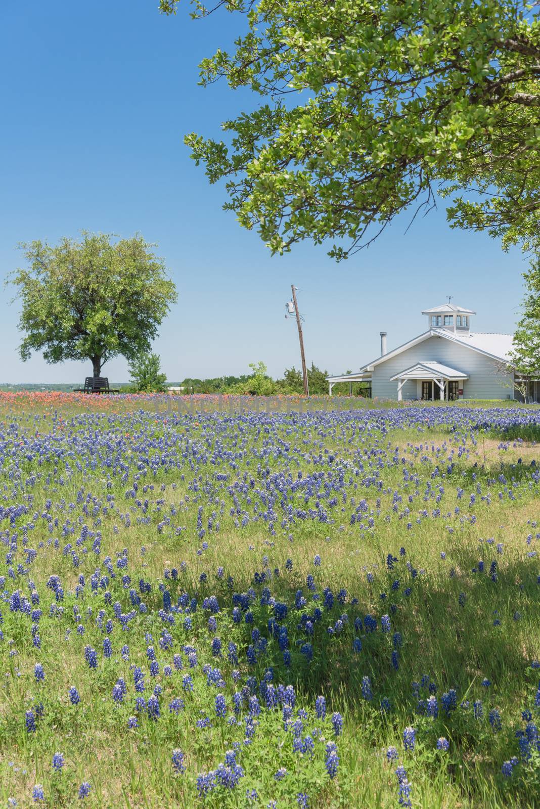 Colorful Bluebonnet blossom at farm in North Texas, America by trongnguyen