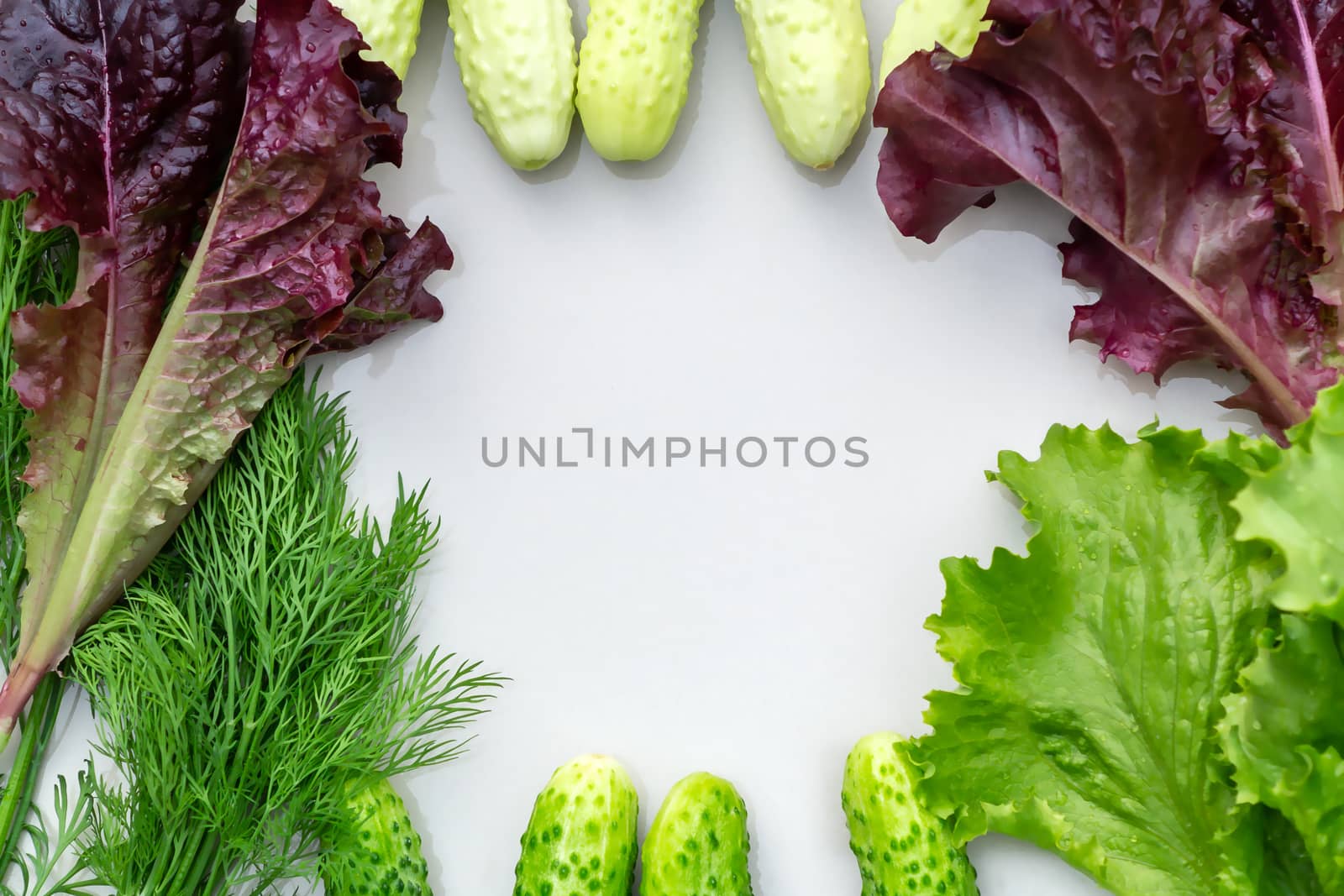 Background in the form of a frame with a place for text of fresh cucumbers, leaf lettuce and dill - ingredients for preparing summer salad of their vegetables by galsand