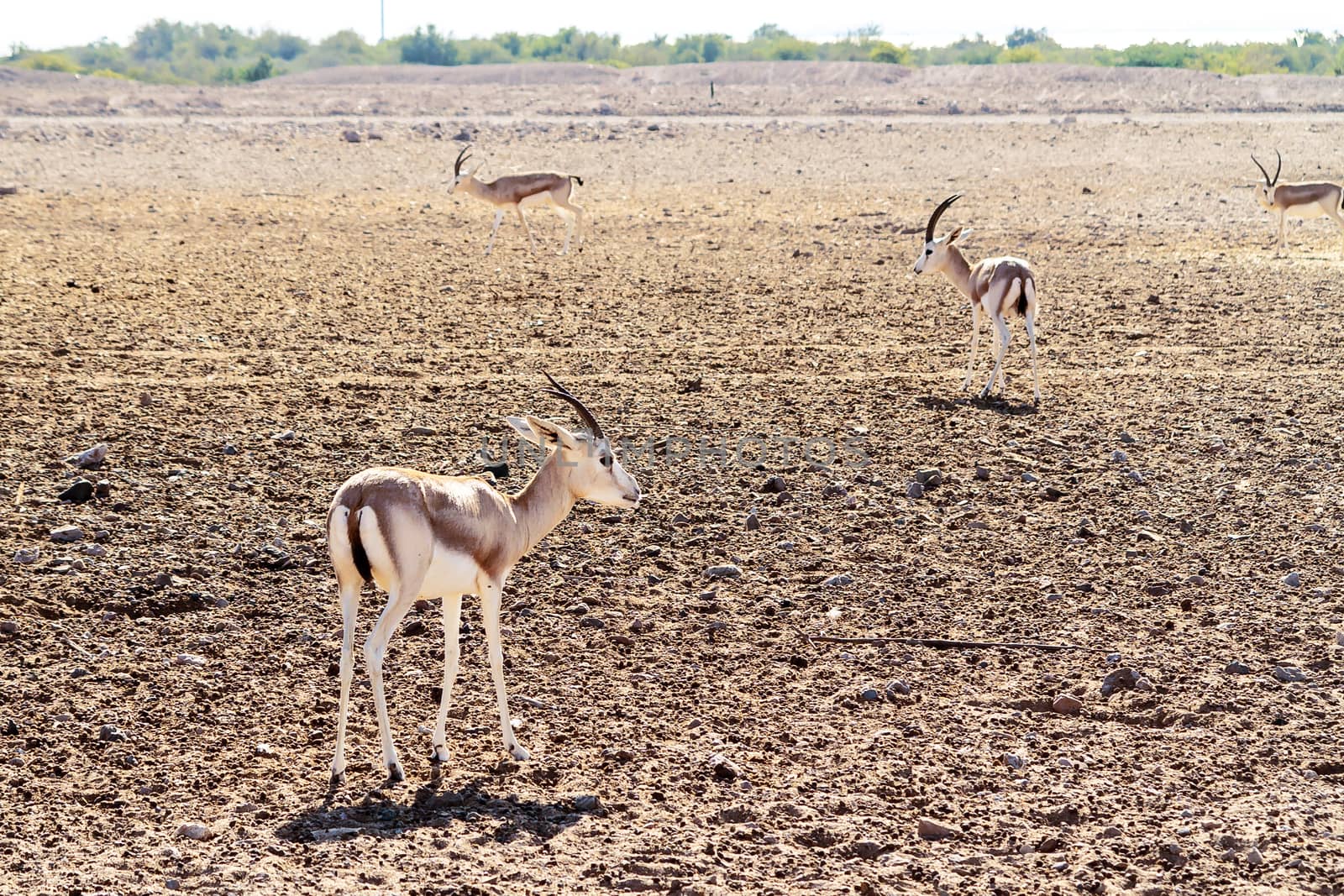 Young antelopes in a safari park on the island of Sir Bani Yas, United Arab Emirates.