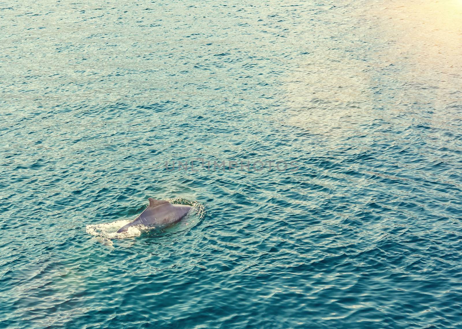 Dolphins playing in the water of the Gulf of Oman by galsand