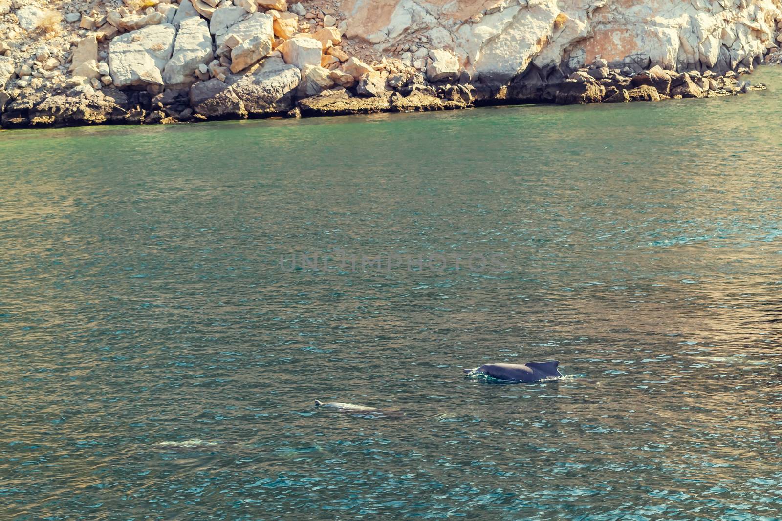 Dolphins playing in the water of the Gulf of Oman.