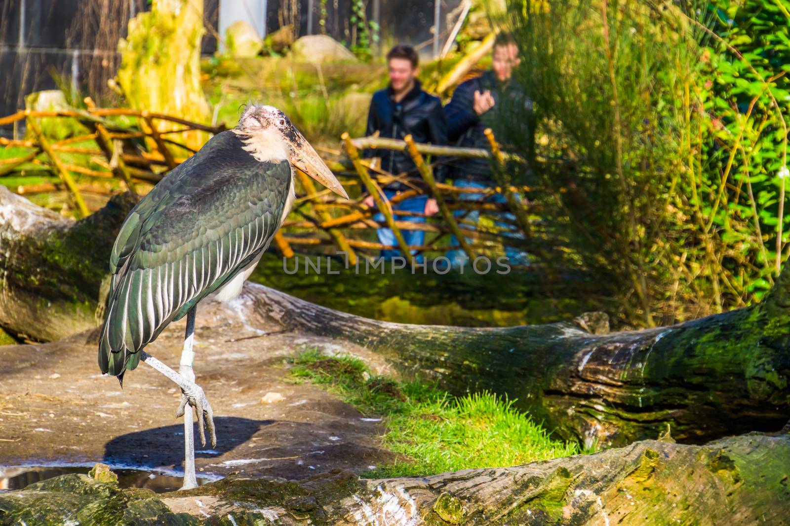 two men visiting the zoo and looking at a marabou stork, popular zoo animal by charlottebleijenberg