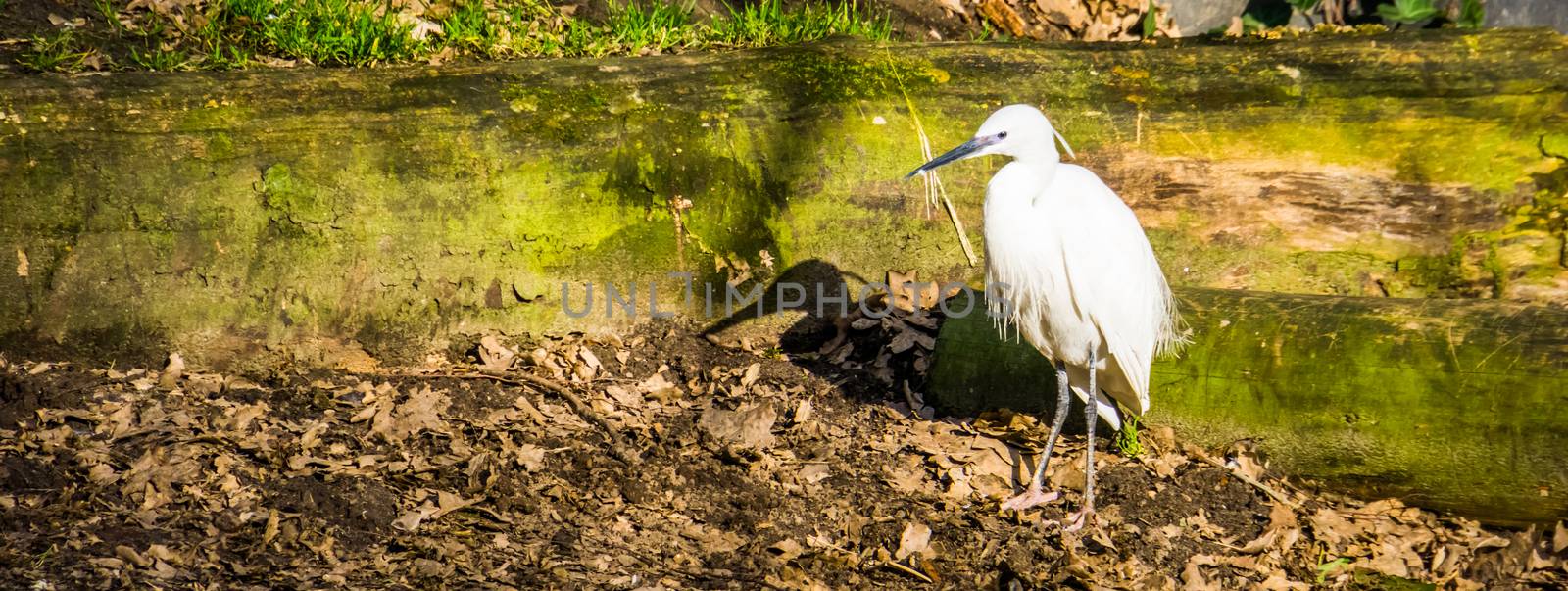 white little egret standing at the coast, common tropical bird from Eurasia and Africa