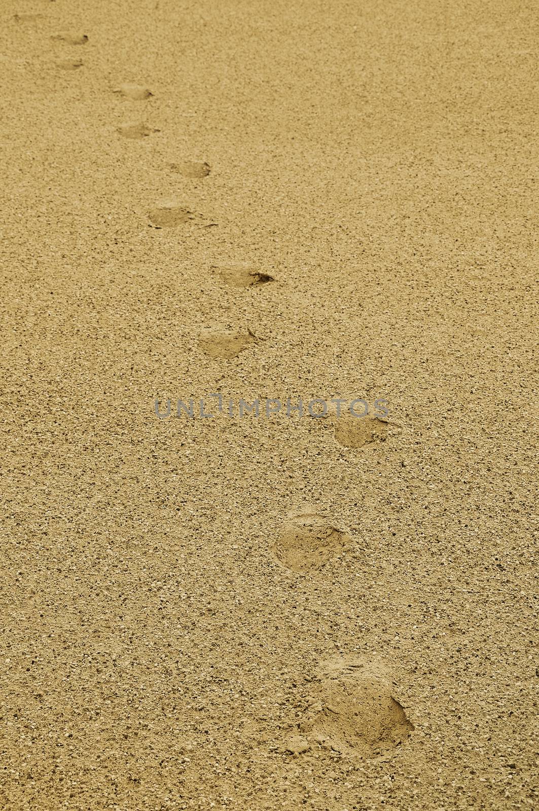 top aerial view of footsteps footprints on sand dunes in desert