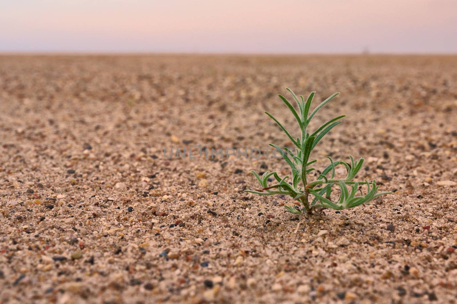 desert sand sprout green lonely under sky by jordano