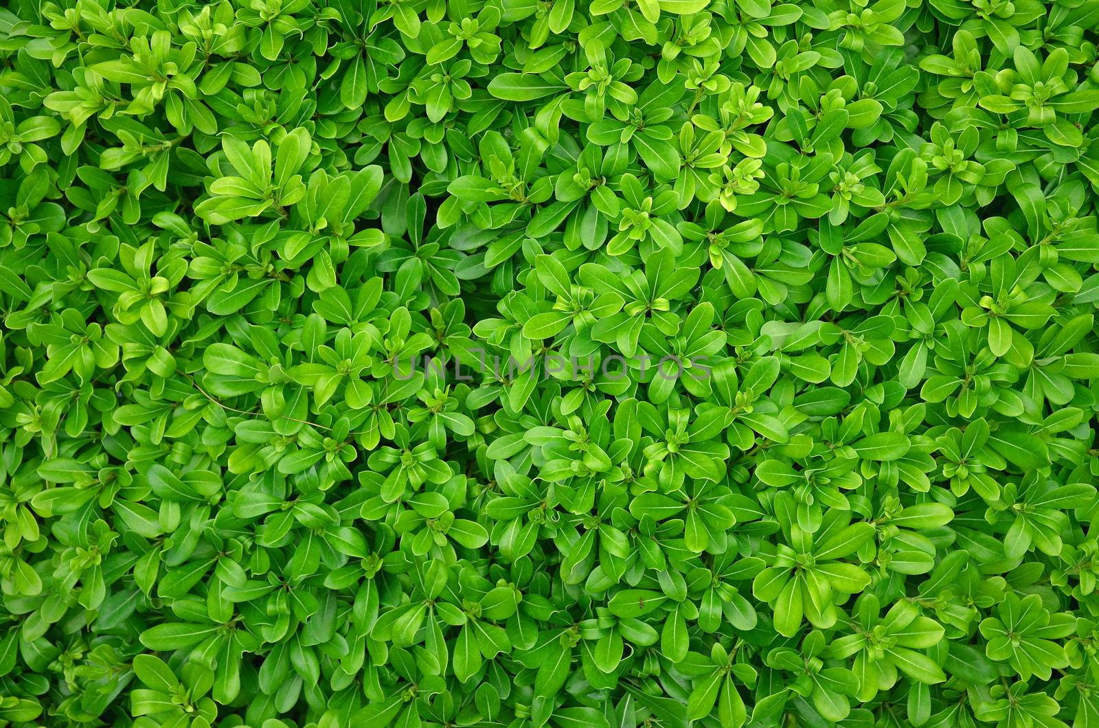 Green leaves pattern background natural background wallpaper photo macro