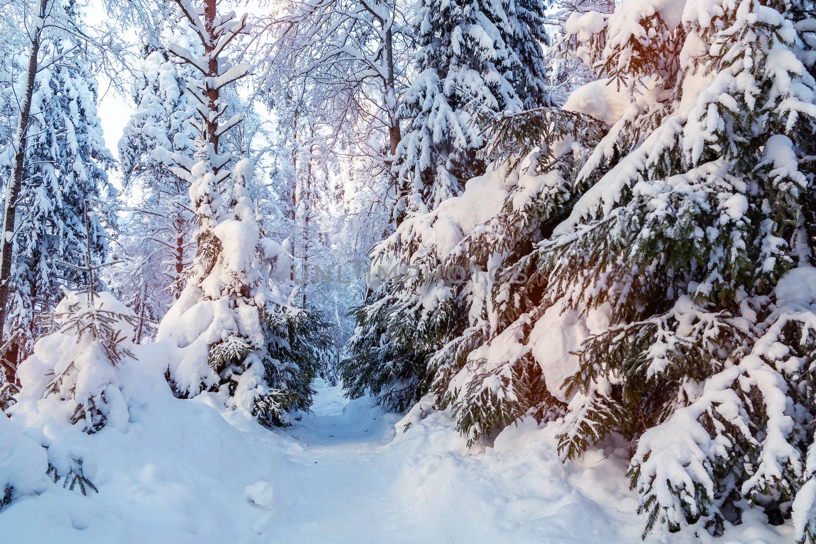 Path between snow-covered trees in a winter snow forest.