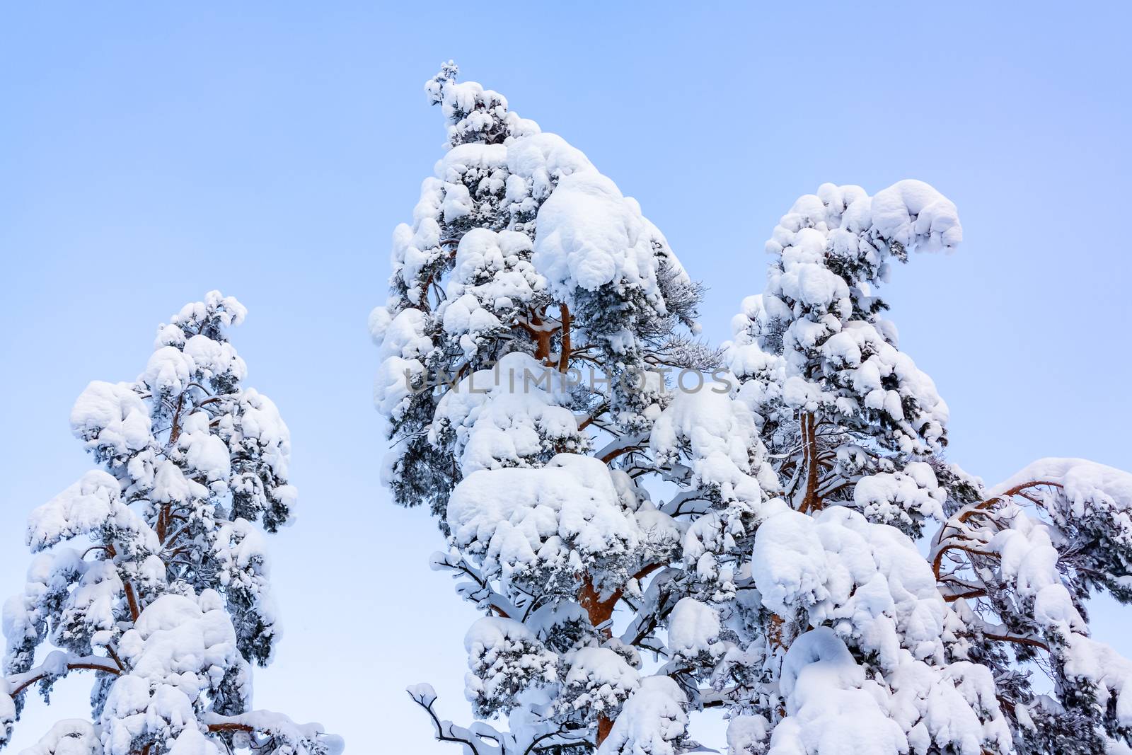 Trees covered with snow and frost in the winter forest against the blue sky.