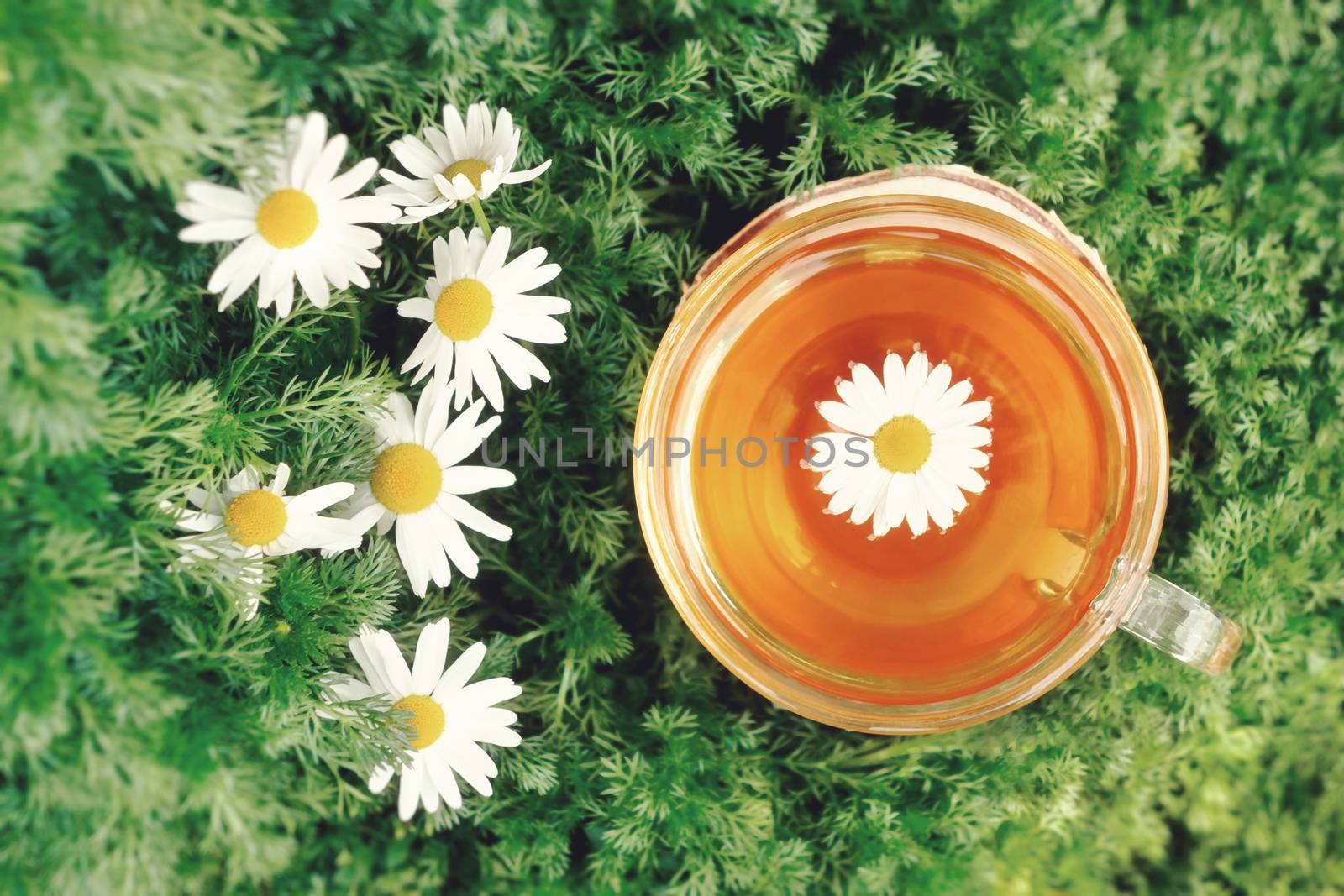 Chamomile tea in a transparent cup on birch stump against the background of chamomile foliage by galsand