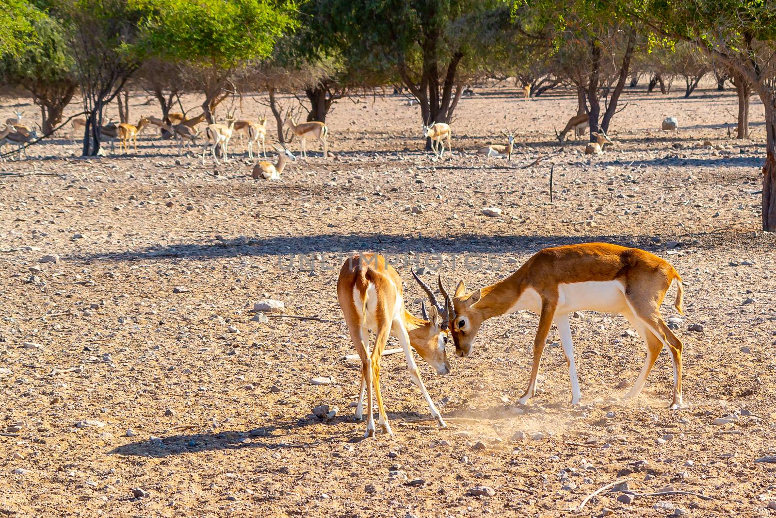 Fight of two young antelopes in a safari park on Sir Bani Yas Island, Abu Dhabi, UAE.