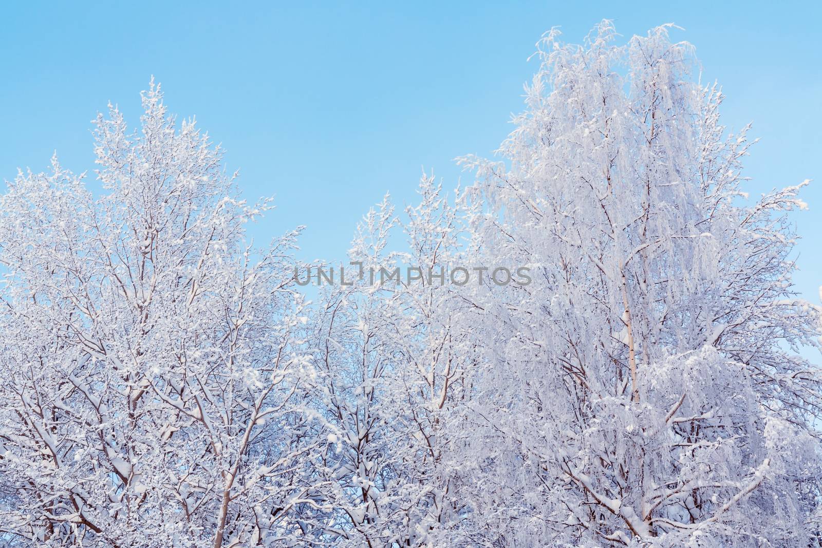 Trees covered with snow and frost in the winter forest against the blue sky.