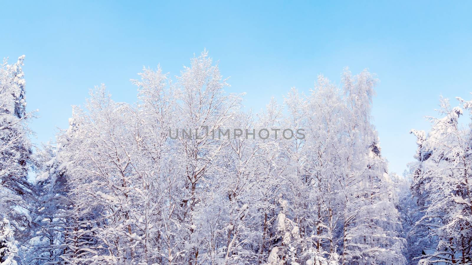Trees covered with snow and frost in the winter forest against the blue sky by galsand