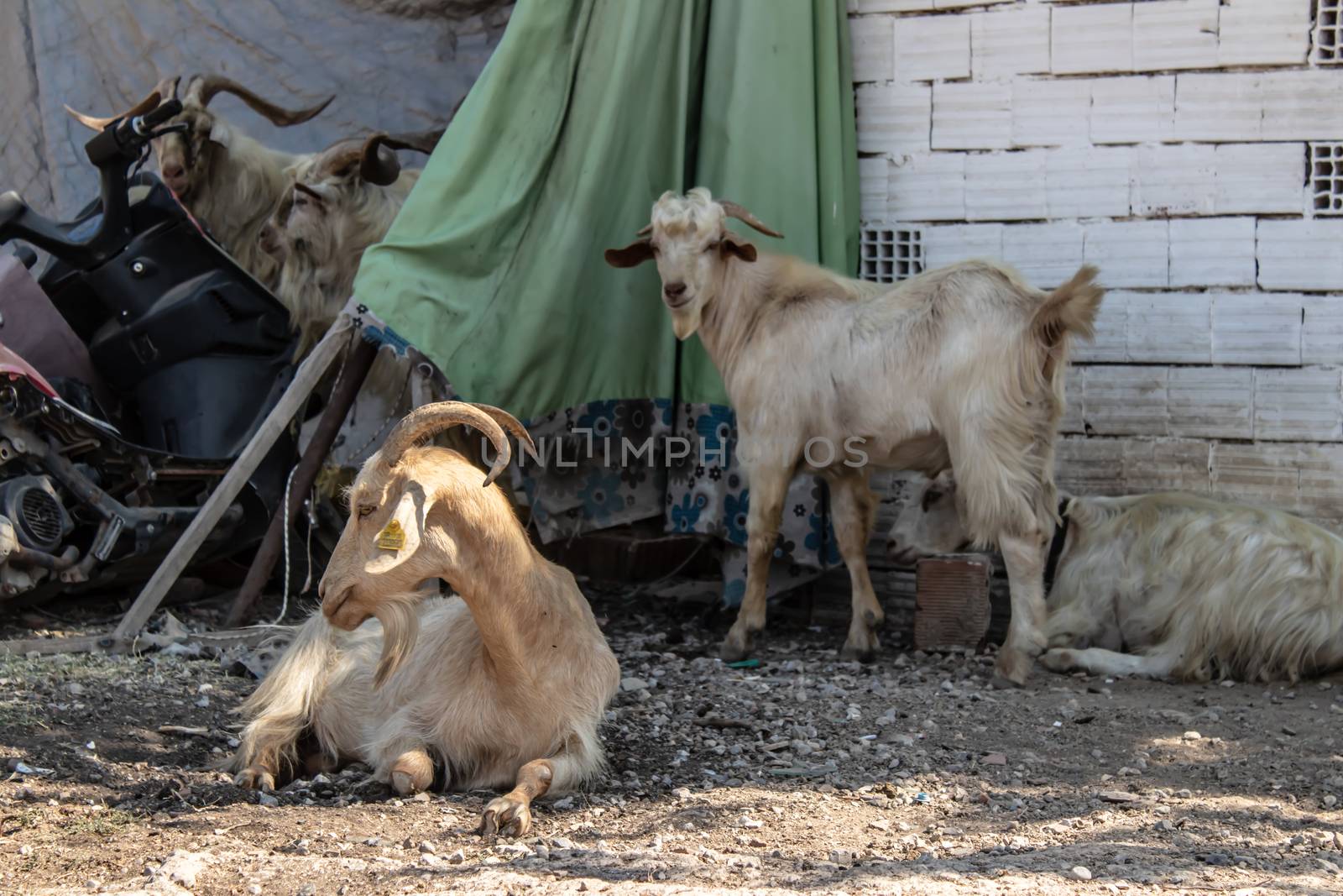 some goats sitting behind stone building at farm. photo has taken at countryside at izmir.