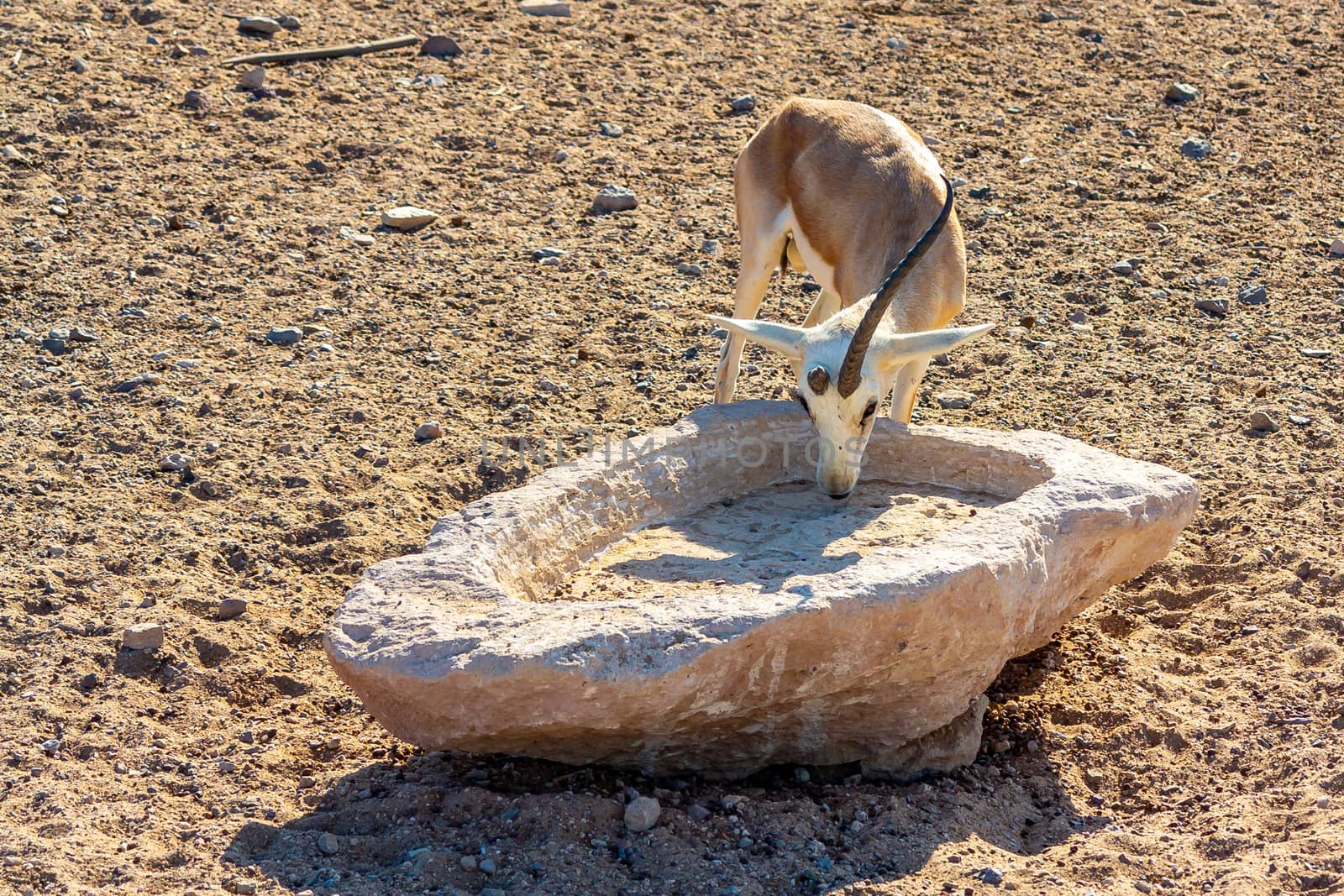 Young antelope in a safari park on the island of Sir Bani Yas, United Arab Emirates.