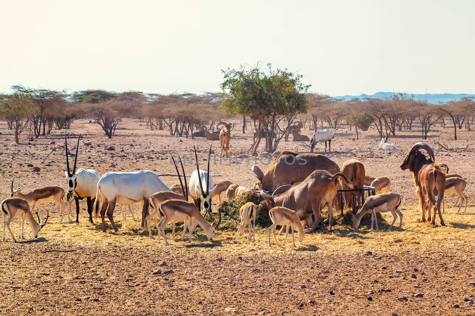 Group of antelopes and mountain sheep in a safari park on the island of Sir Bani Yas, United Arab Emirates by galsand