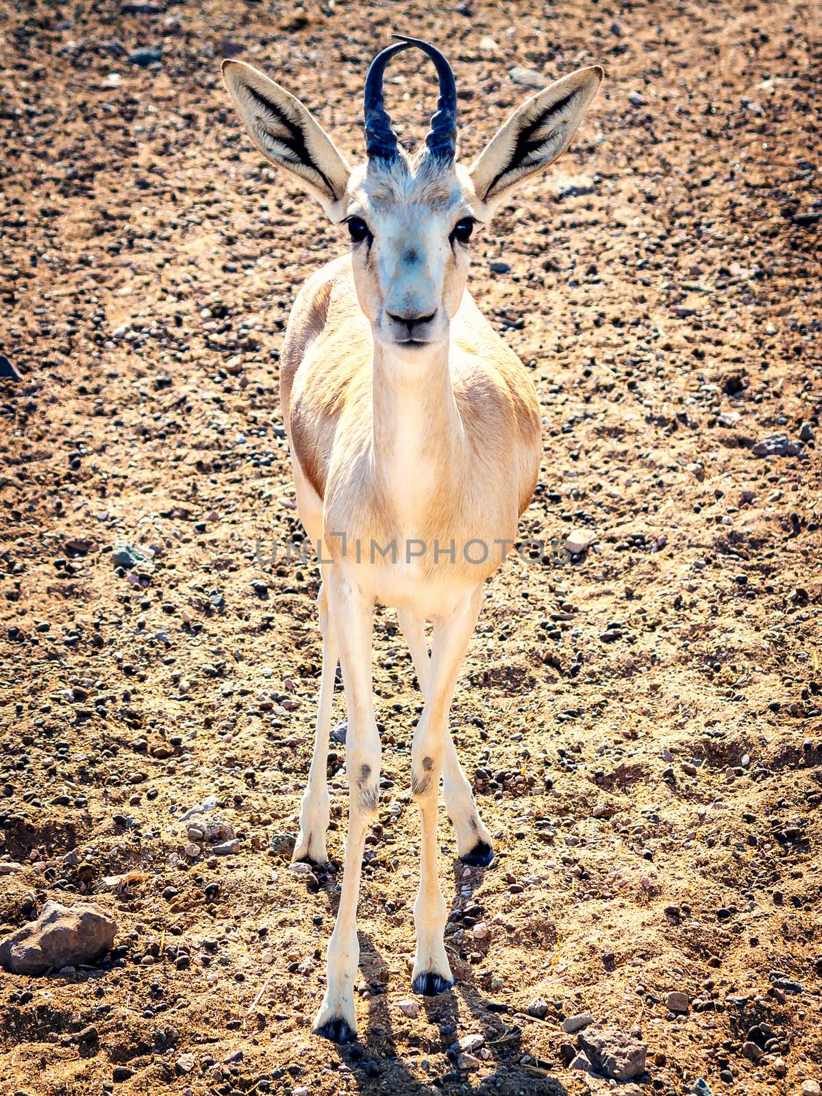 Young antelope looks into the camera in a safari park on the island of Sir Bani Yas, United Arab Emirates.
