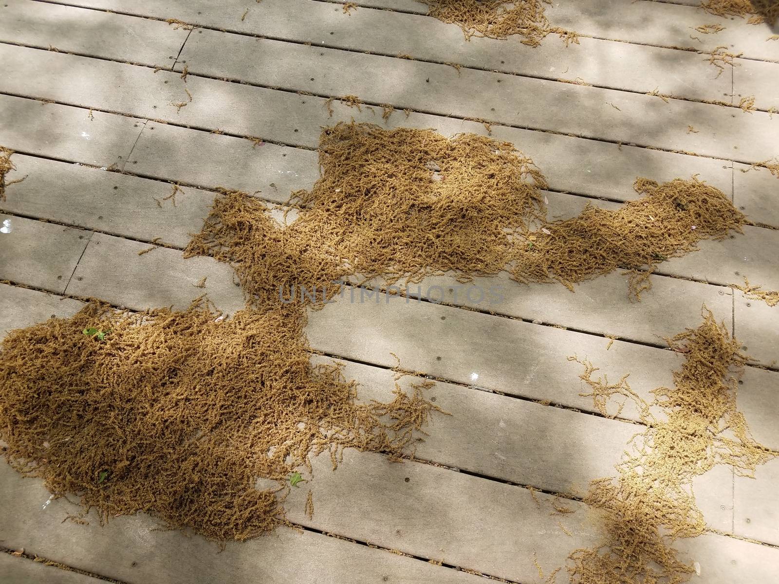 piles of pollen grains on brown wood deck outdoor