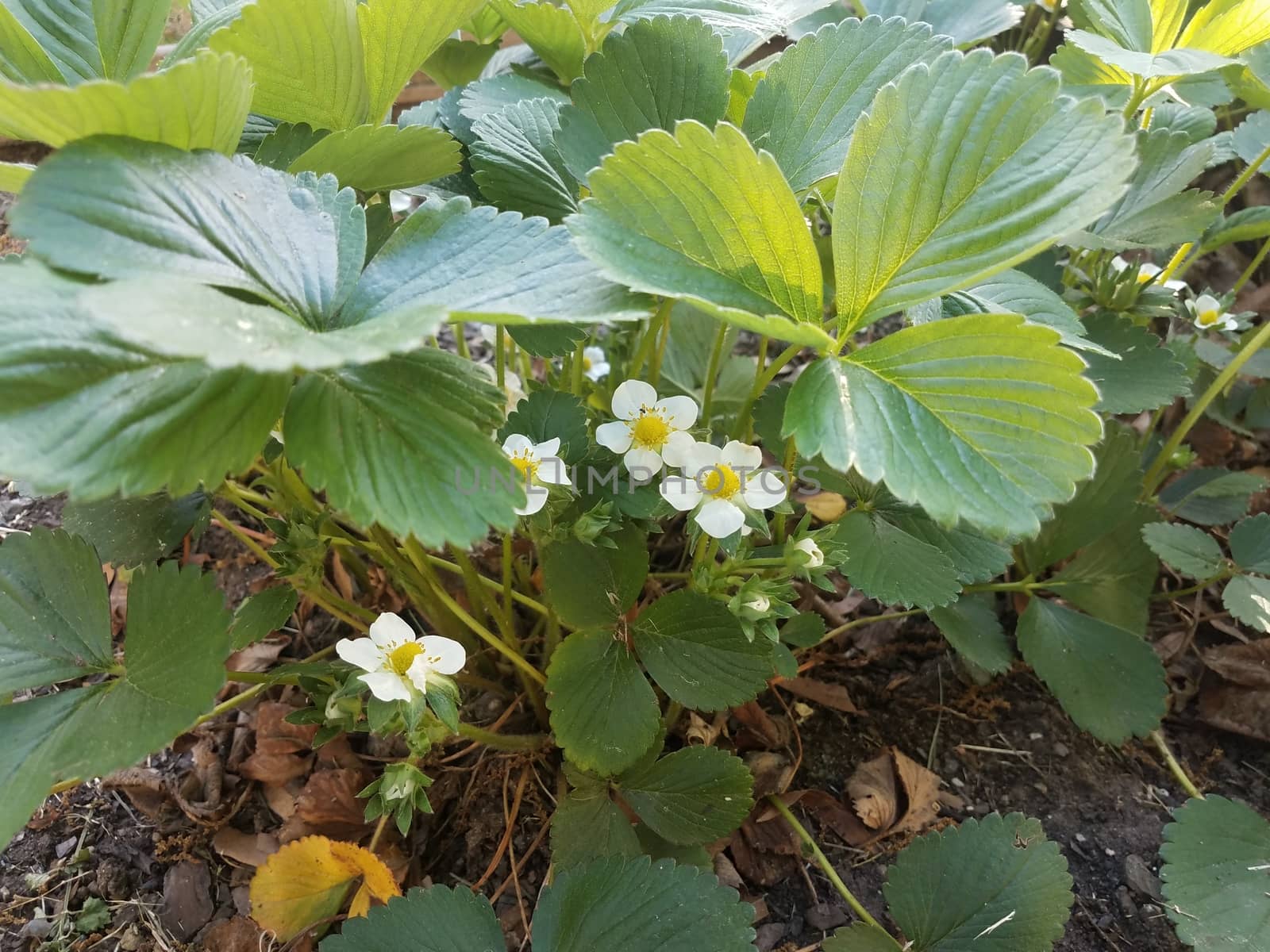 strawberry plant with white flowers and green leaves by stockphotofan1