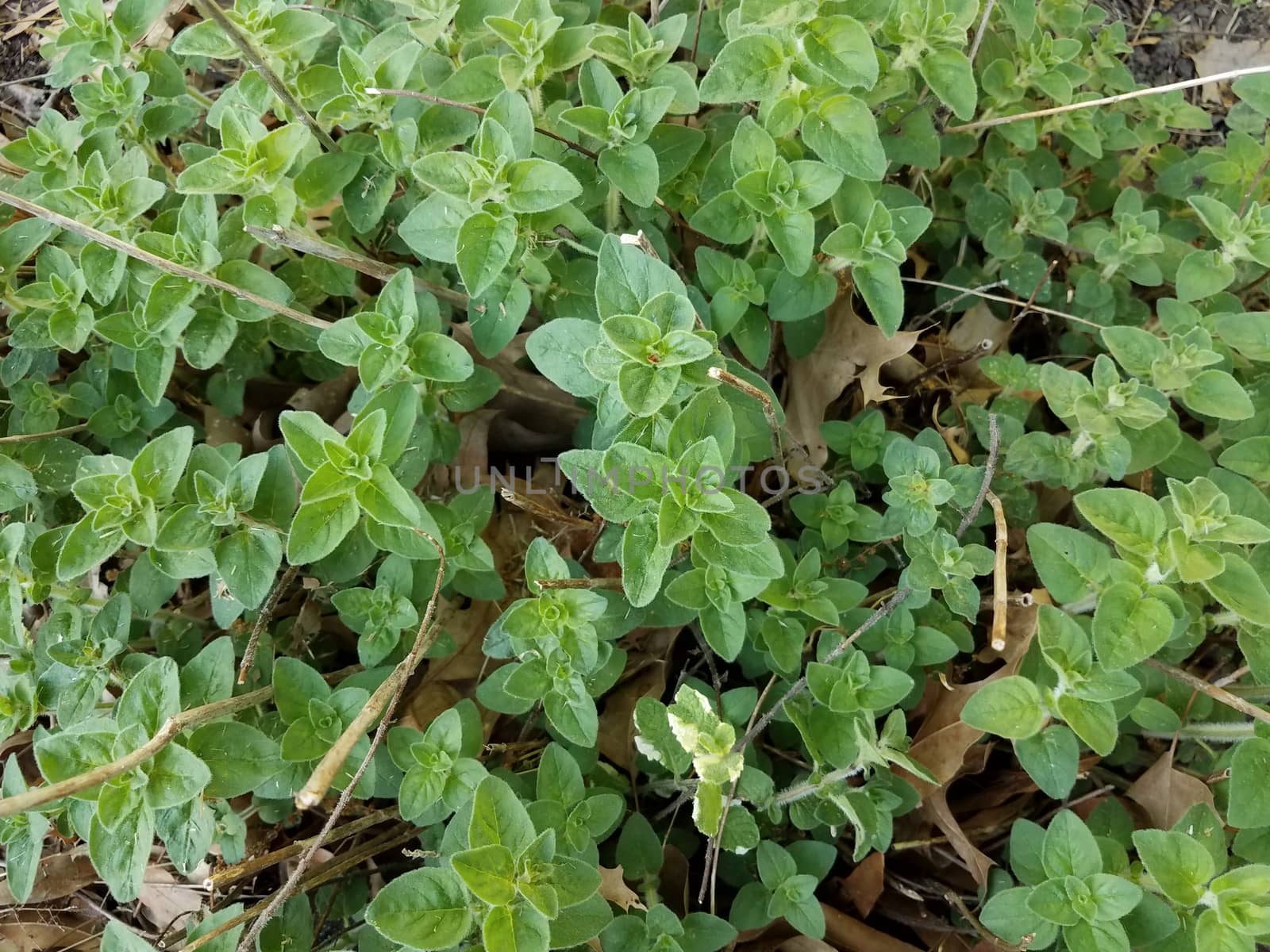 green oregano plant or bush and fallen brown leaves