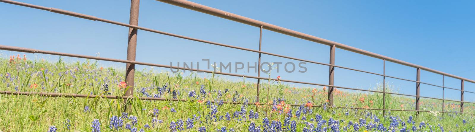Panorama view rustic metal fence with Indian Paintbrush DescriptionCastilleja foliolosa and Bluebonnet blooming. Wildflower meadow blossom in springtime at farm in Bristol, Texas, USA