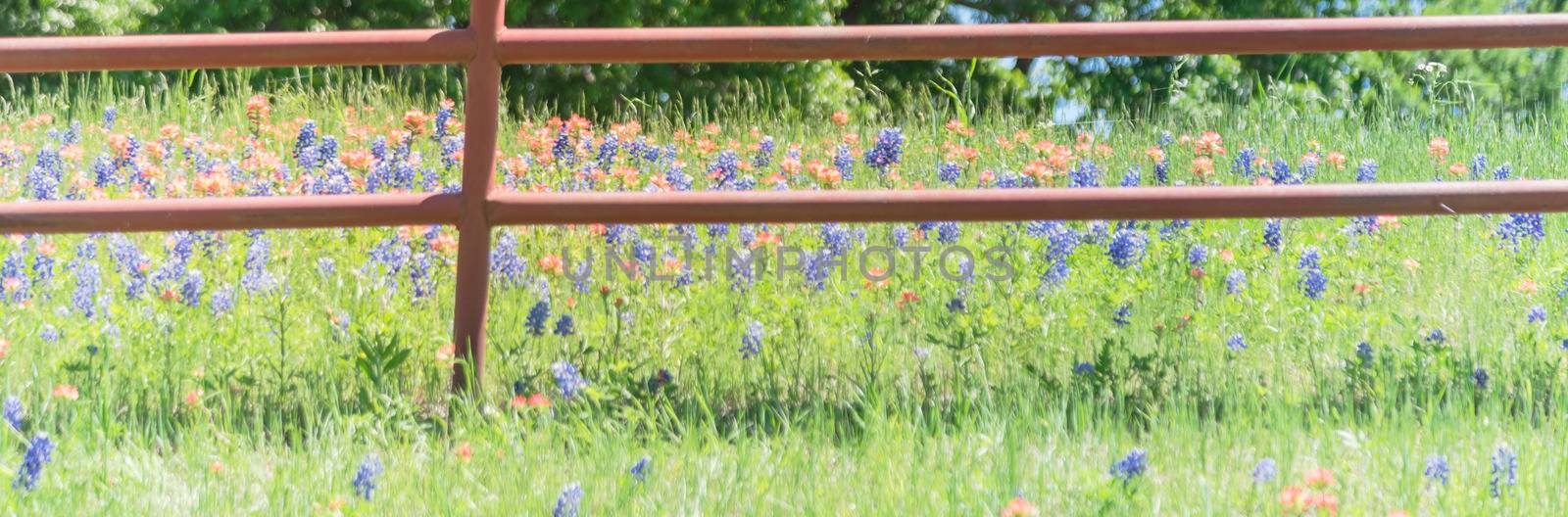 Panoramic view Indian Paintbrush and Bluebonnet blooming along old metal fence by trongnguyen