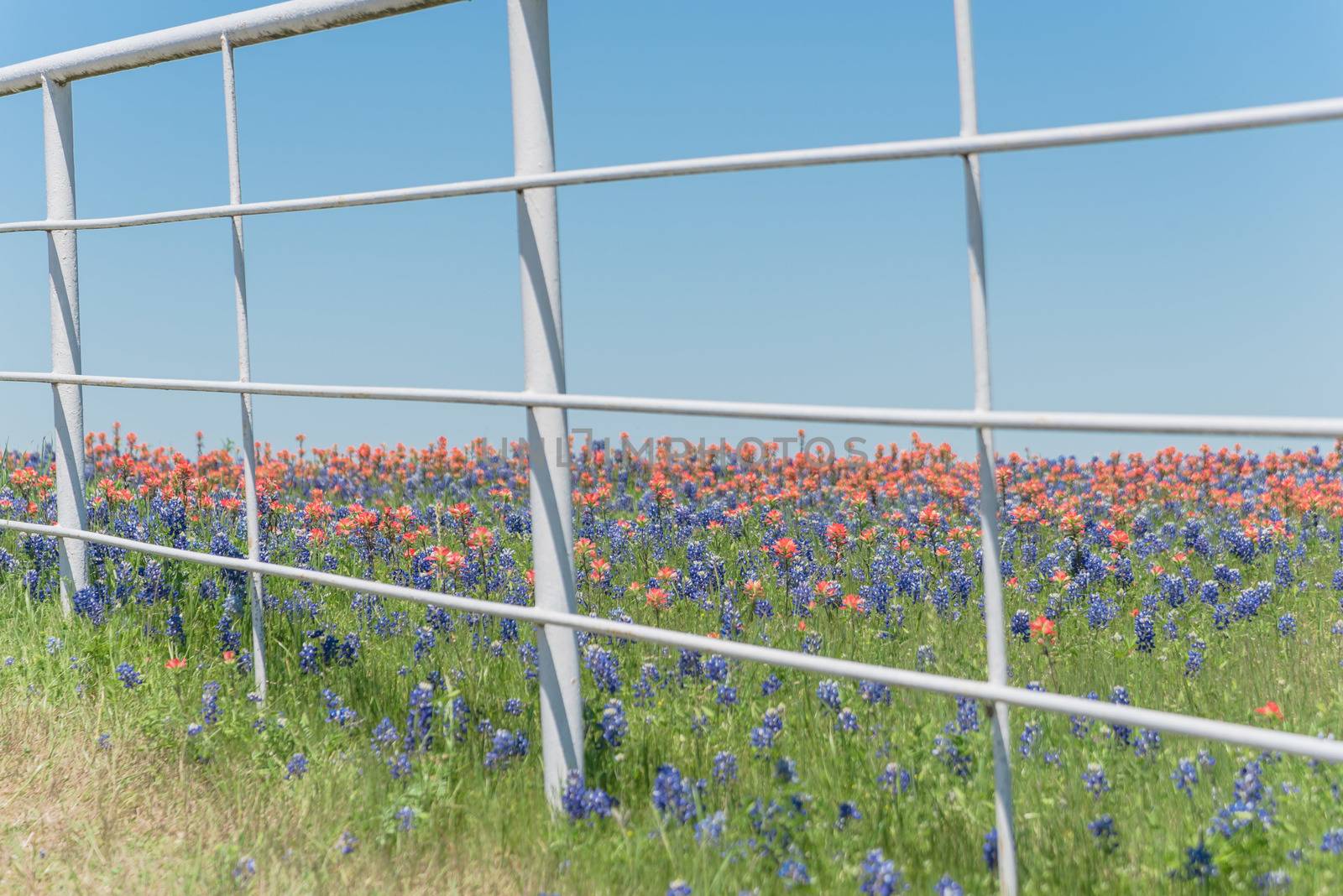 Large fields of Paintbrush DescriptionCastilleja foliolosa and Bluebonnet blooming near white metal fence of farm in Bristol, Texas, USA. Beautiful wildflower meadow blossom in springtime