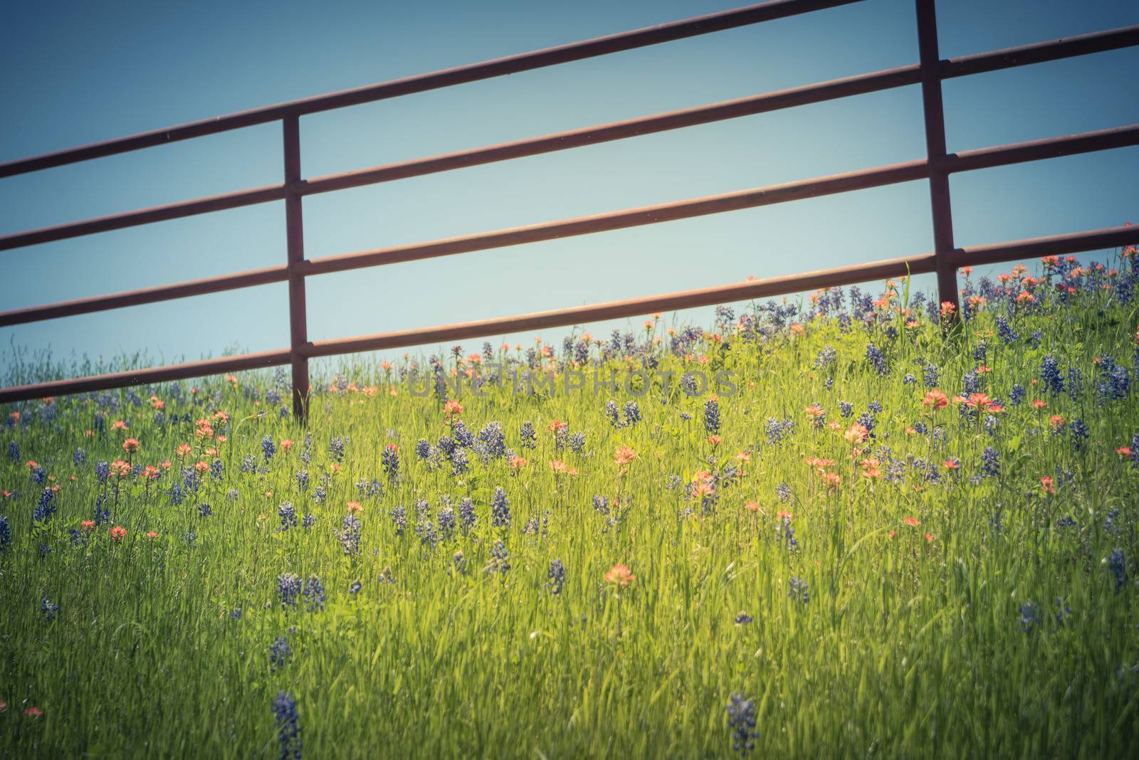 Vintage tone rustic metal fence with Indian Paintbrush DescriptionCastilleja foliolosa and Bluebonnet blooming. Wildflower meadow blossom in springtime at farm in Bristol, Texas, USA