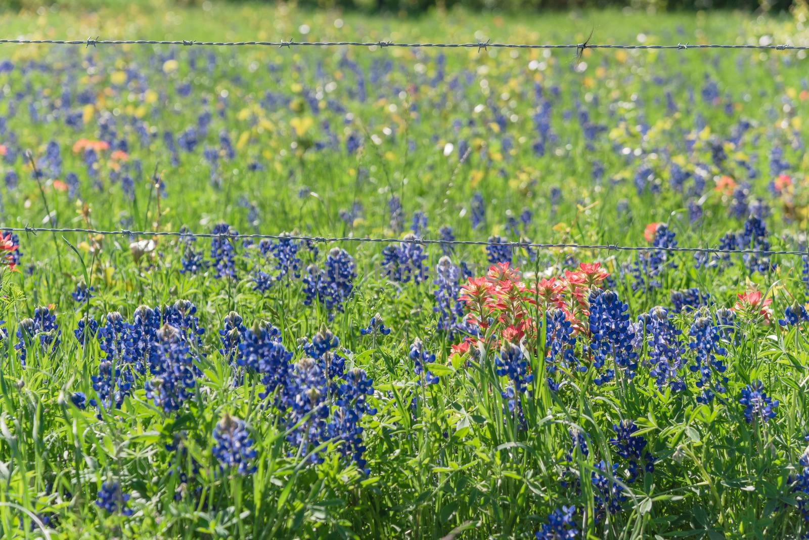 Close-up bush of Indian Paintbrush DescriptionCastilleja foliolosa and Bluebonnet blooming near barbed wire fence in Bristol, Texas, USA. Wildflower meadow blossom in springtime